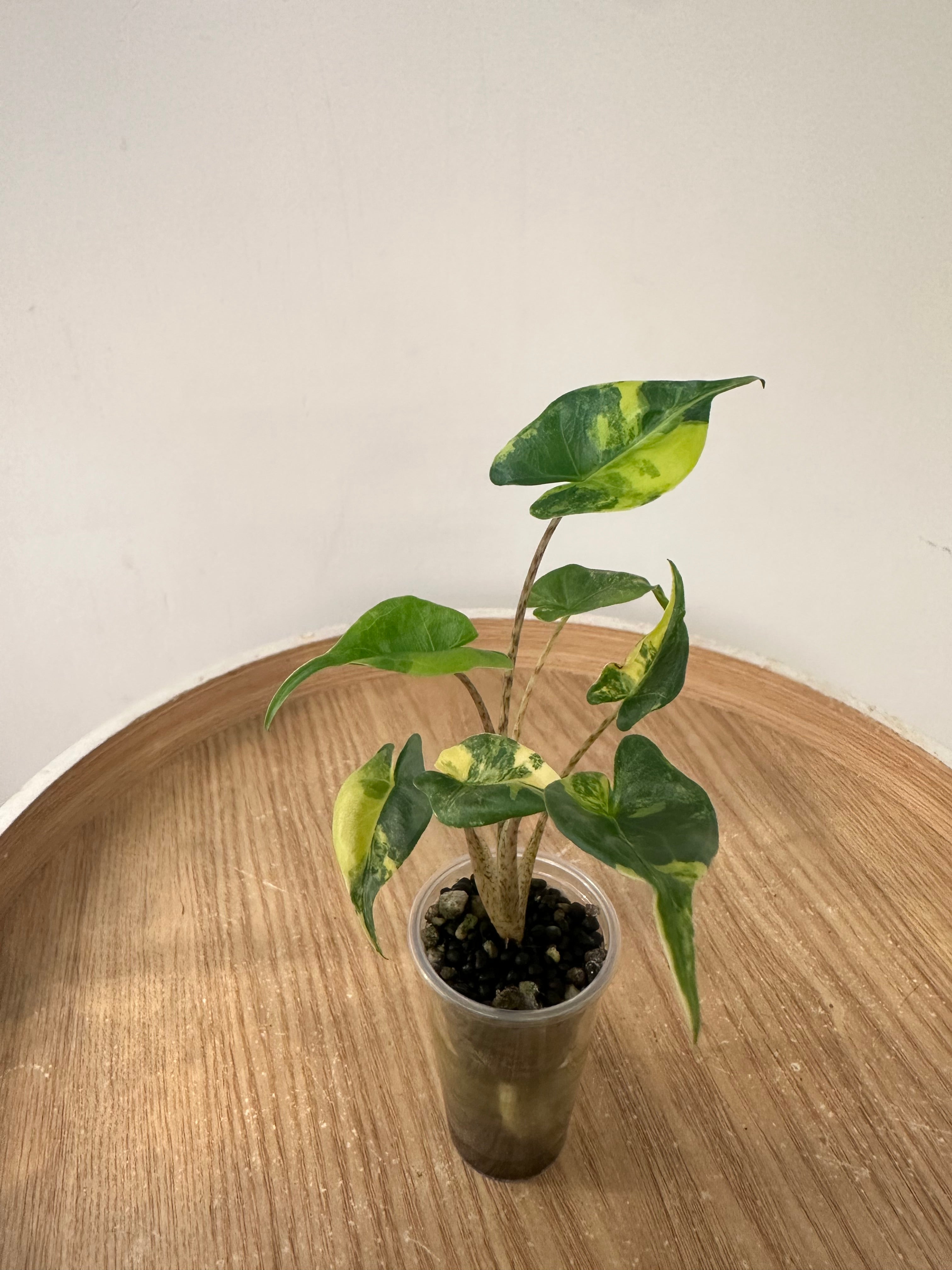 Alocasia Stingray Aurea