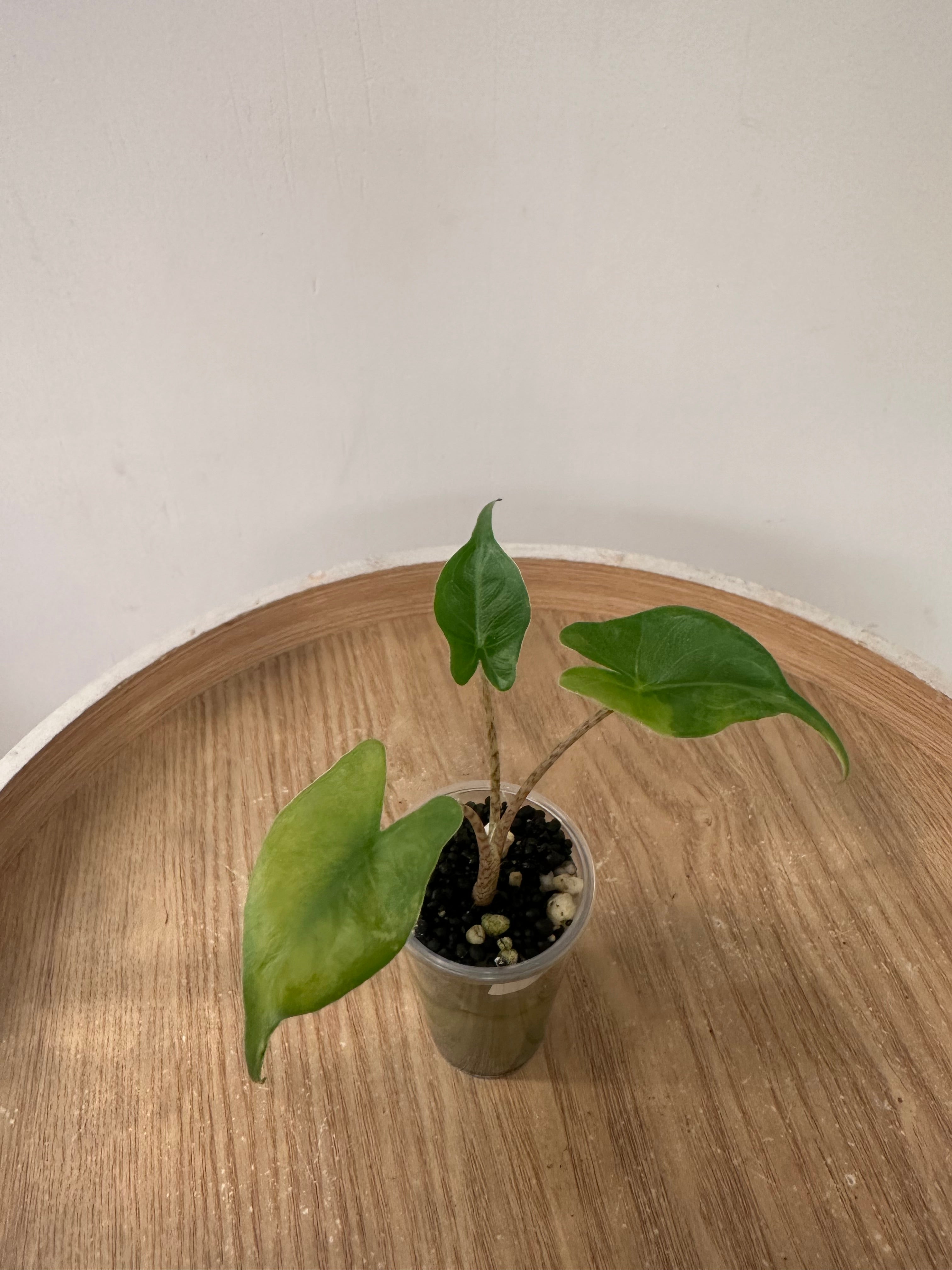 Alocasia Stingray Aurea