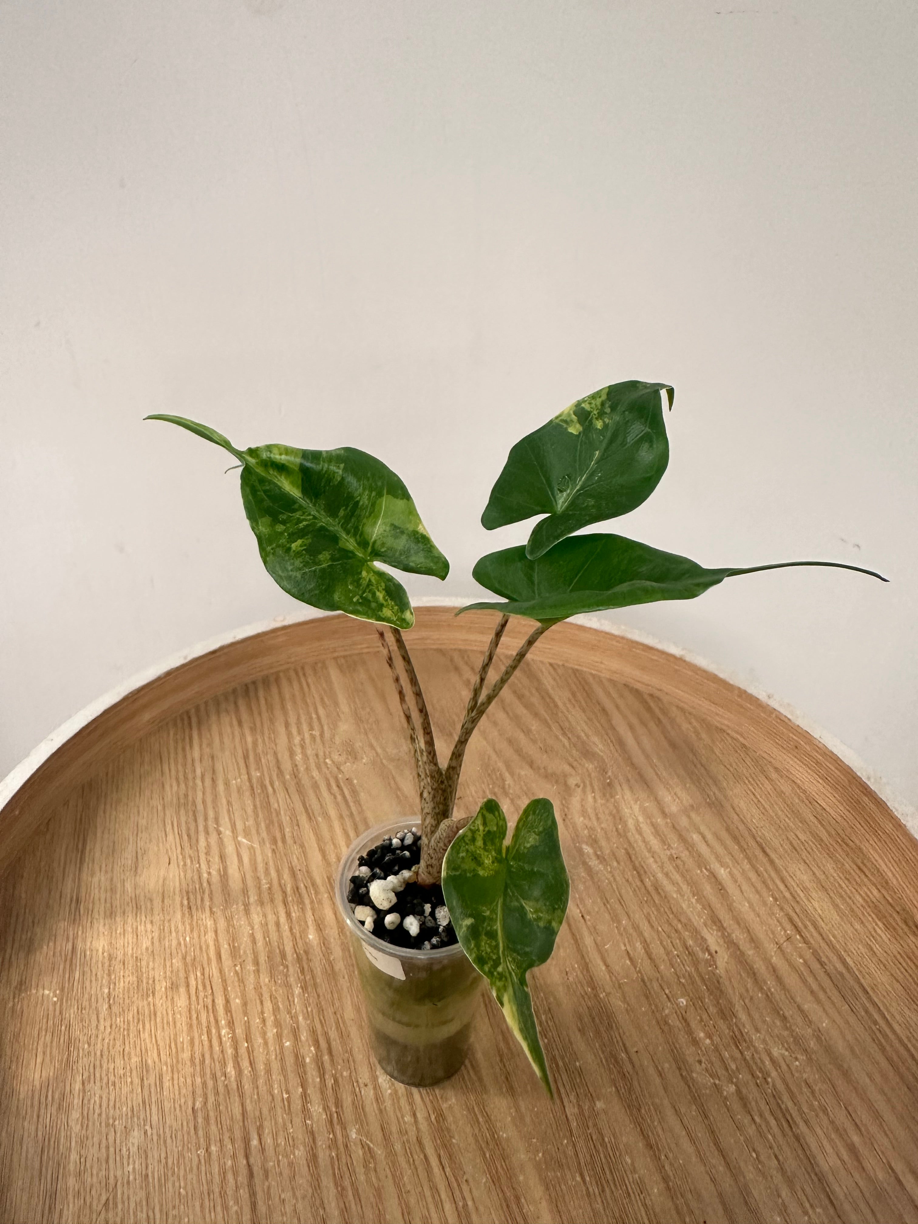Alocasia Stingray Aurea