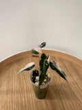 Alocasia Bambino Pink