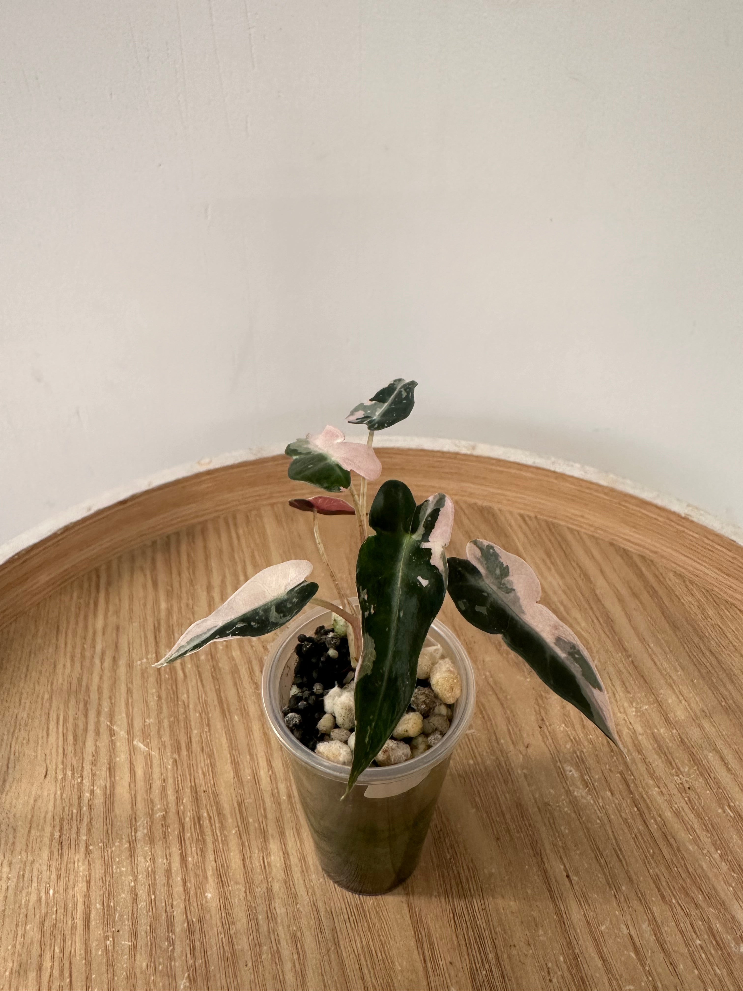 Alocasia Bambino Pink