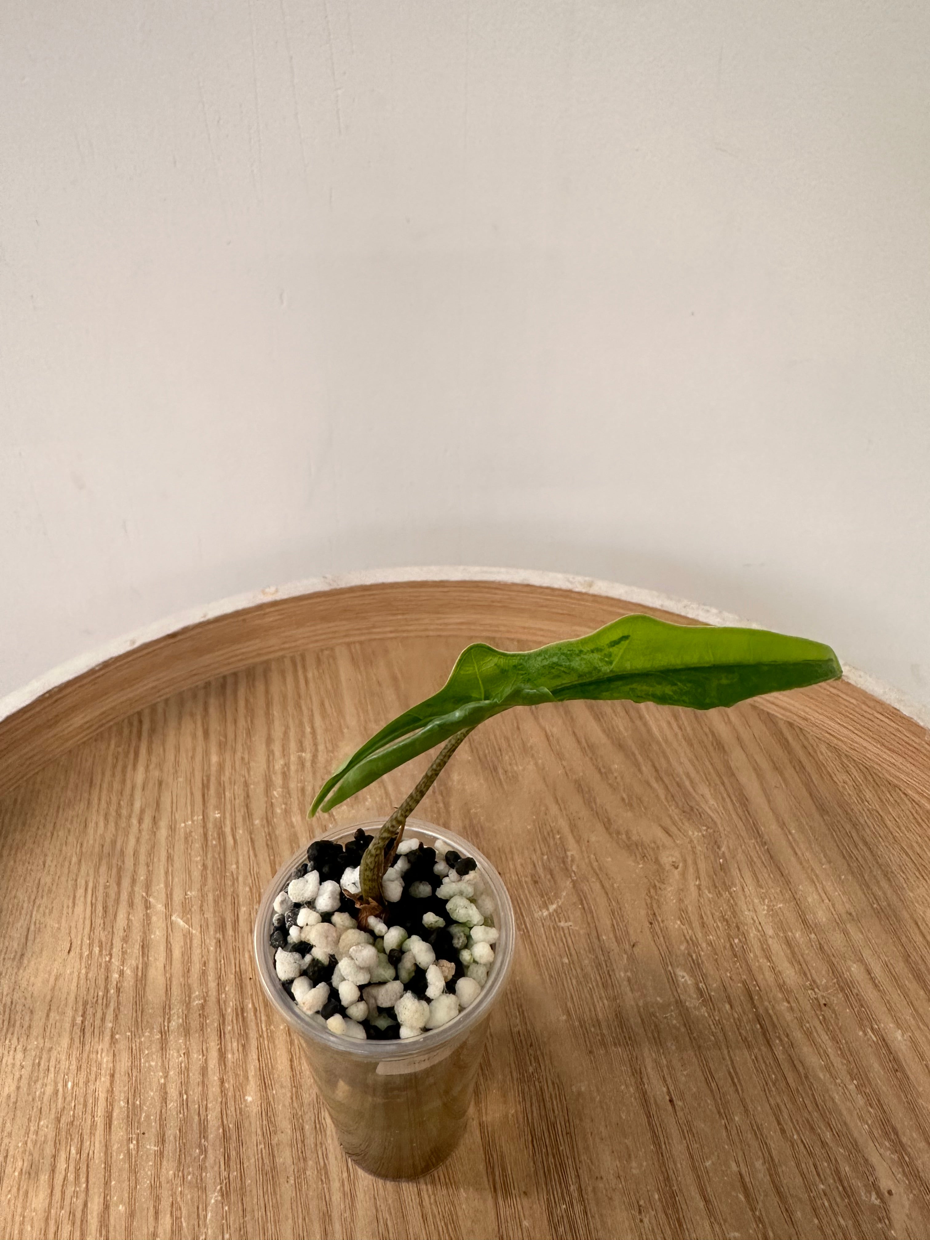 Alocasia Sabrina Narrow Aurea