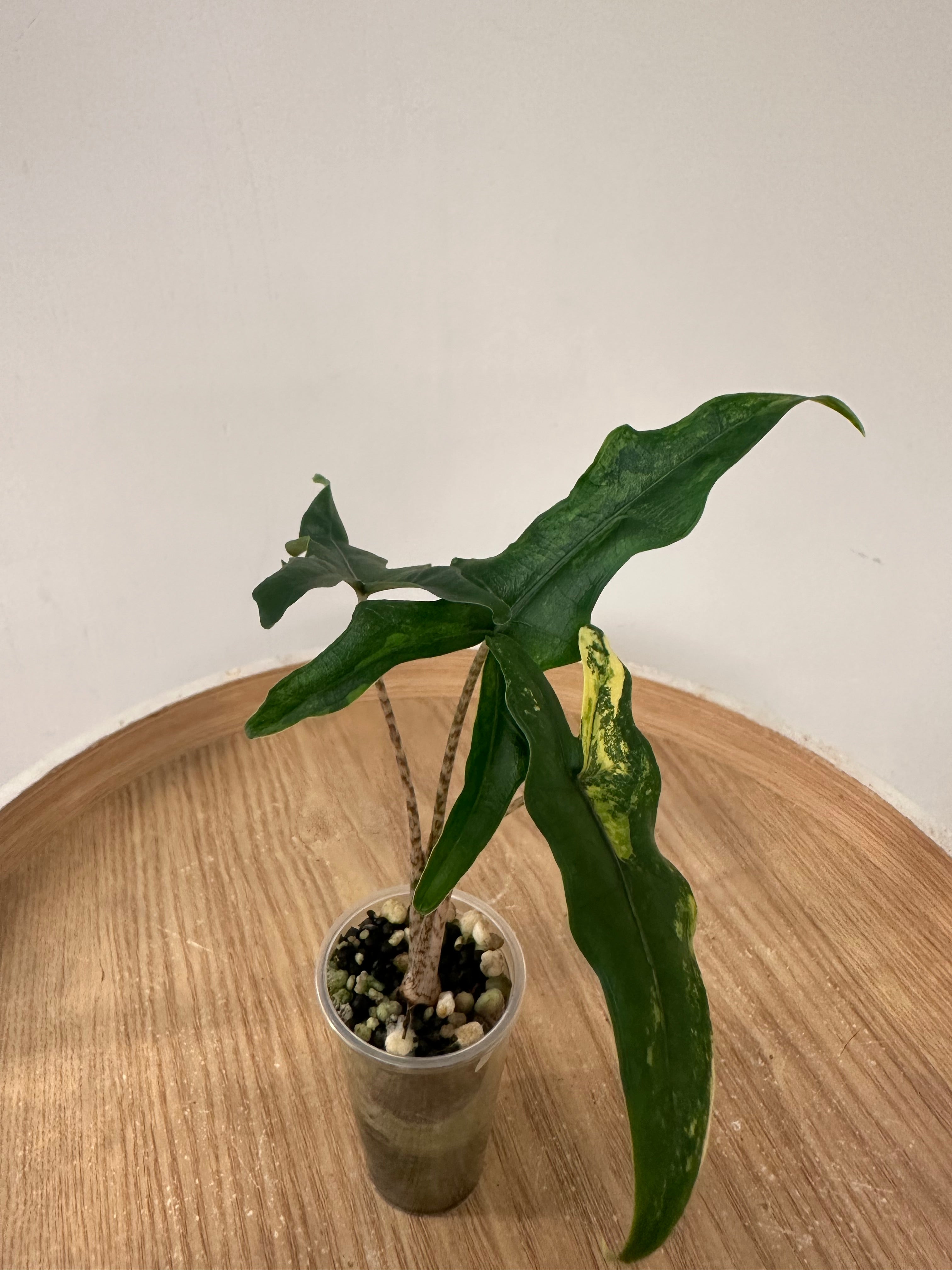 Alocasia Sabrina Narrow Aurea