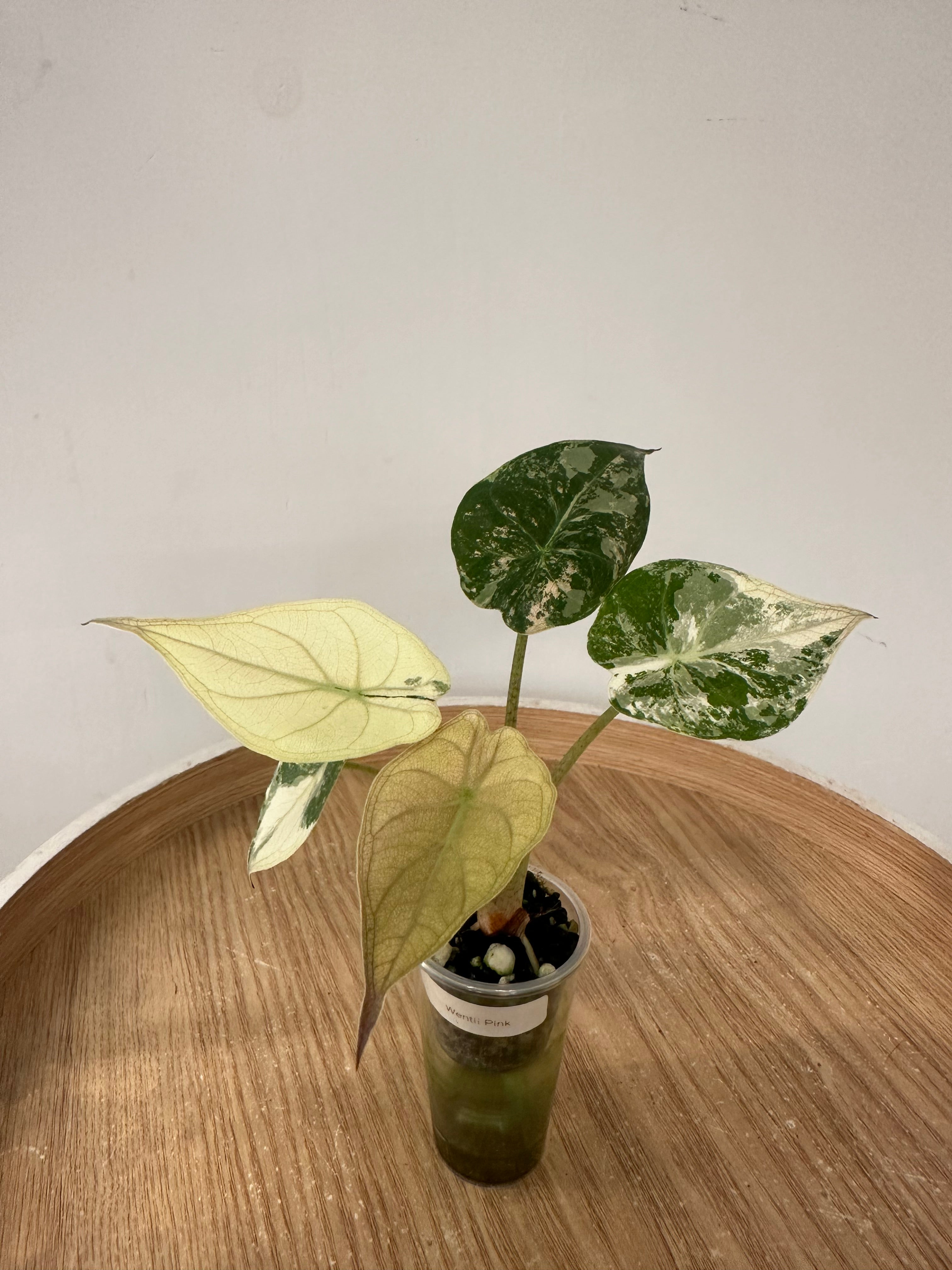 Alocasia Wentii Pink