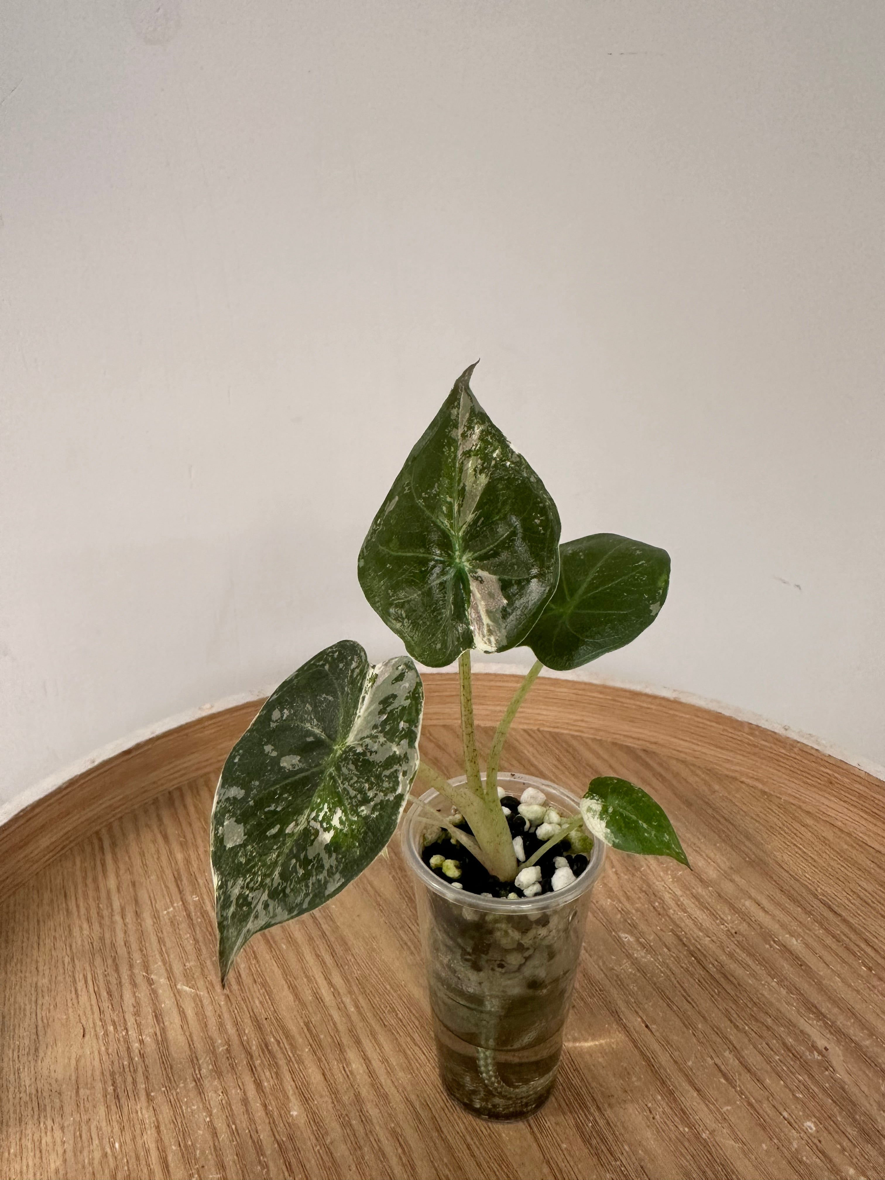 Alocasia Wentii Pink