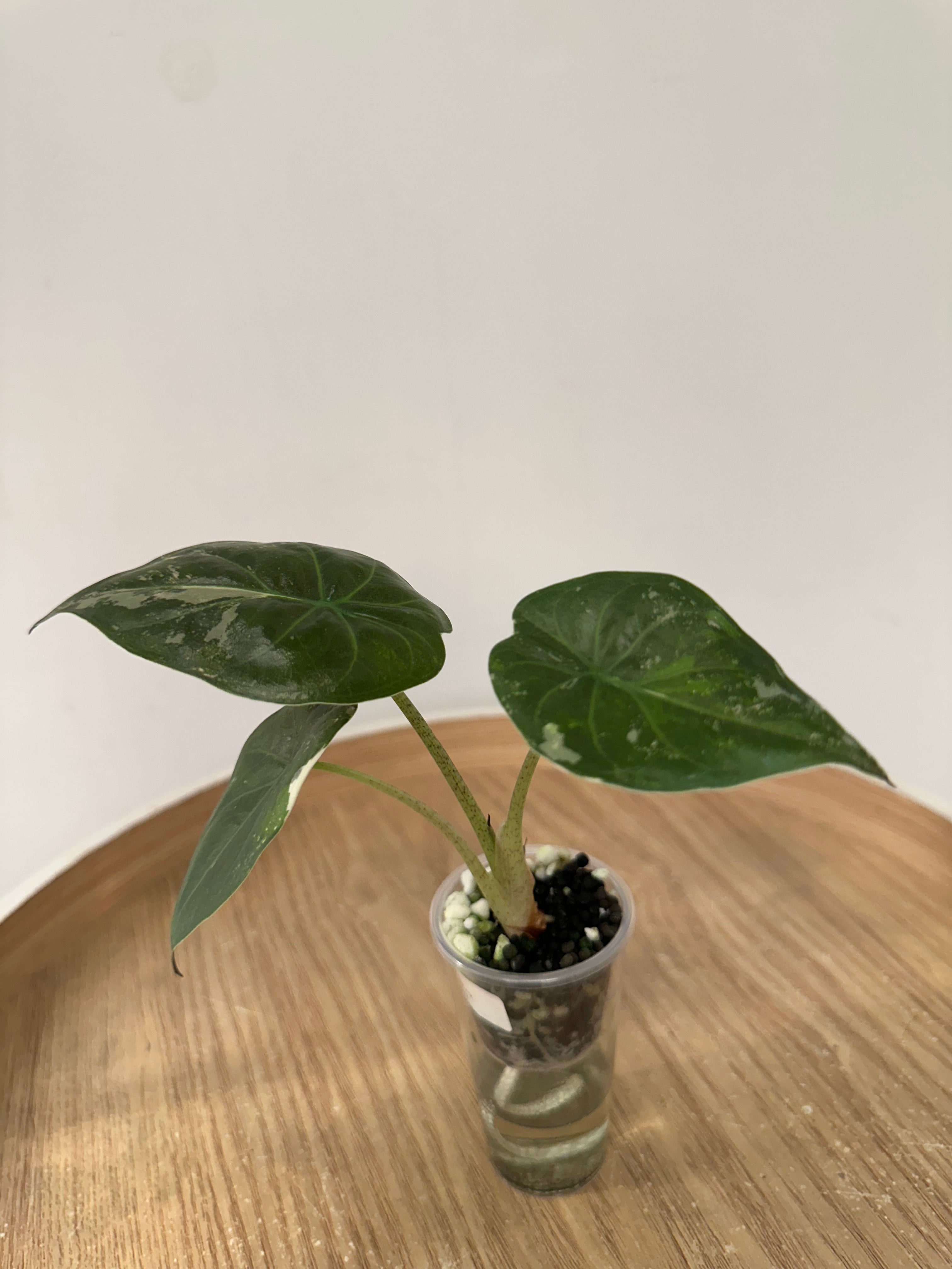 Alocasia Wentii Pink