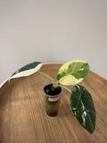 Alocasia Maharani Albo