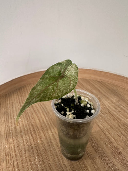 Alocasia Azlanii Pink Mint
