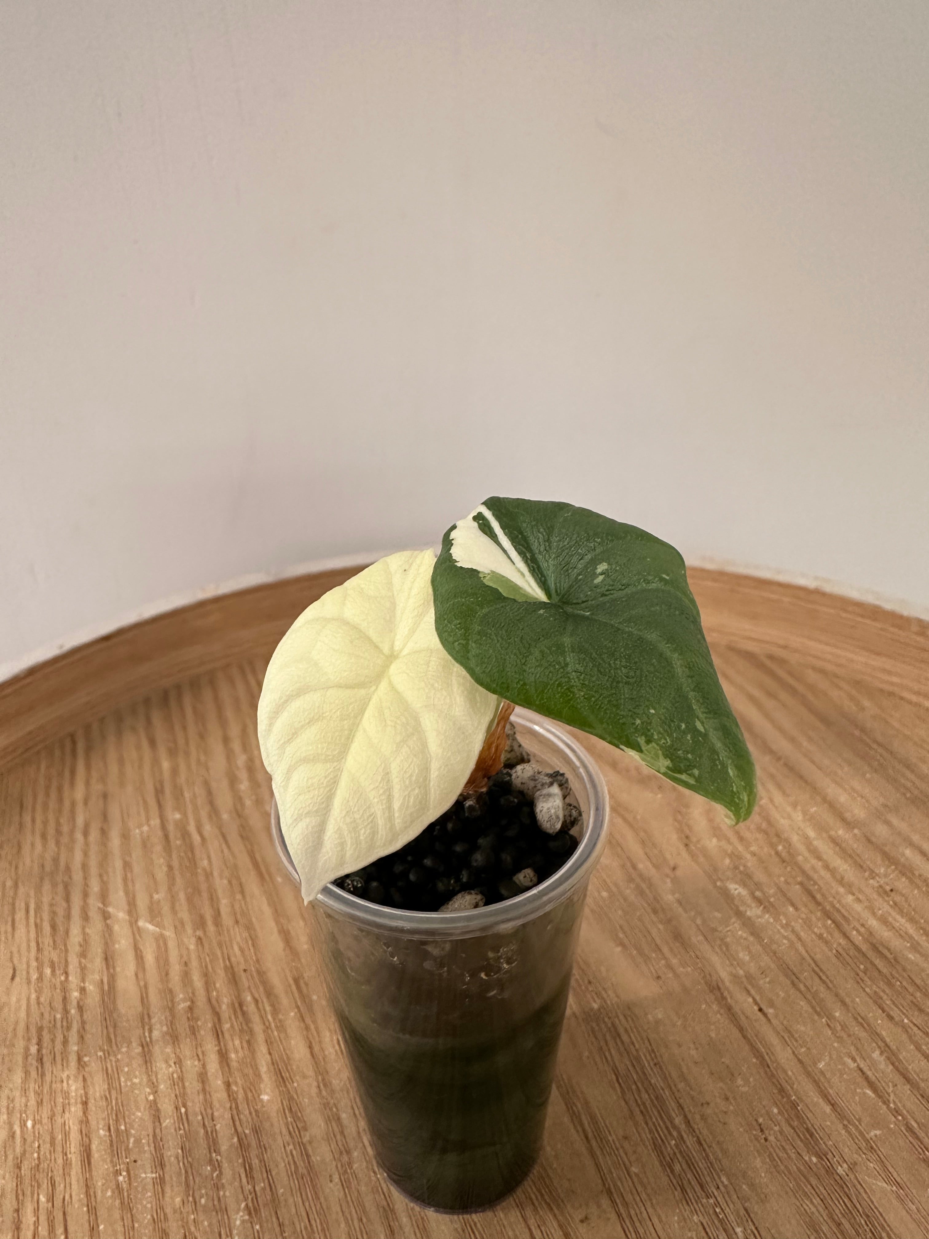 Alocasia Melo Albo