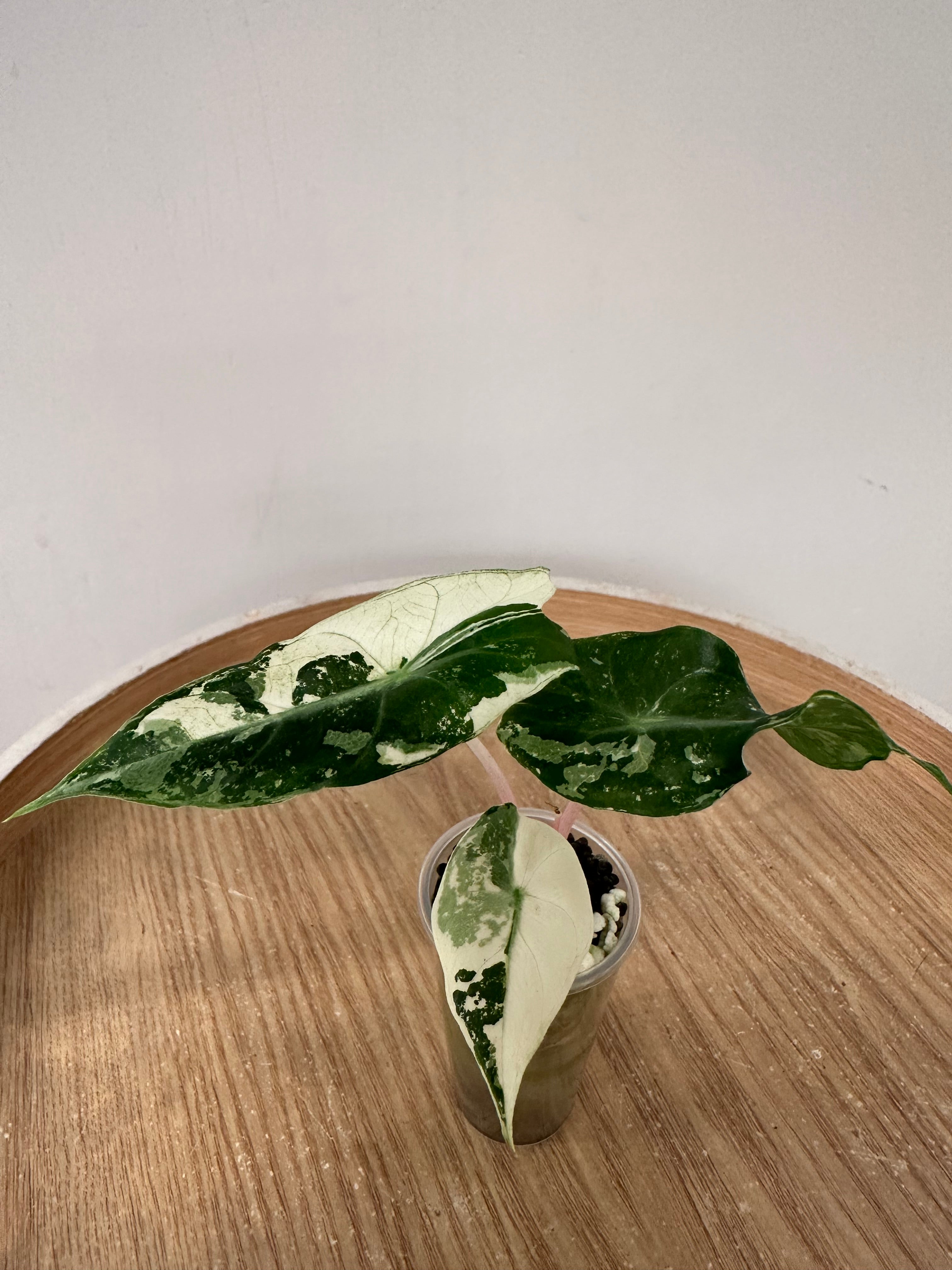 Alocasia Pink Dragon Albo