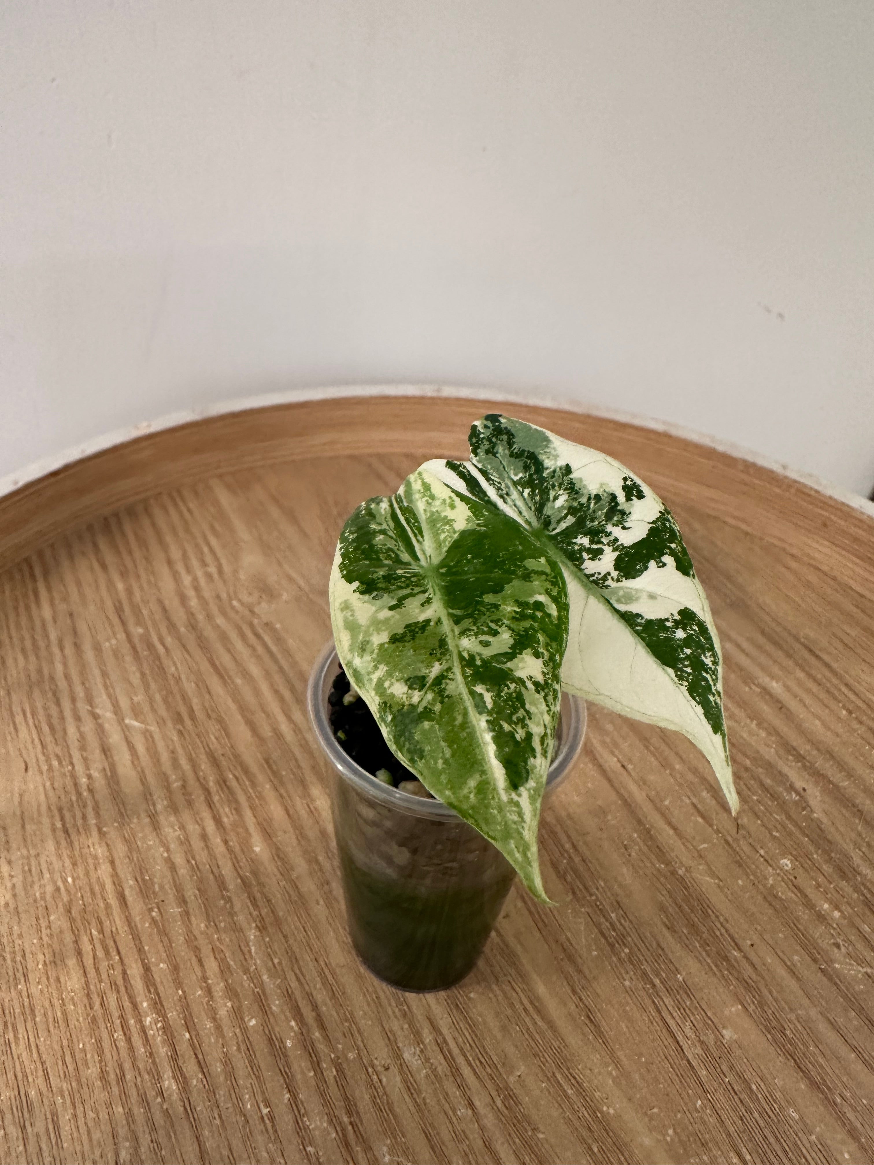 Alocasia Pink Dragon Albo