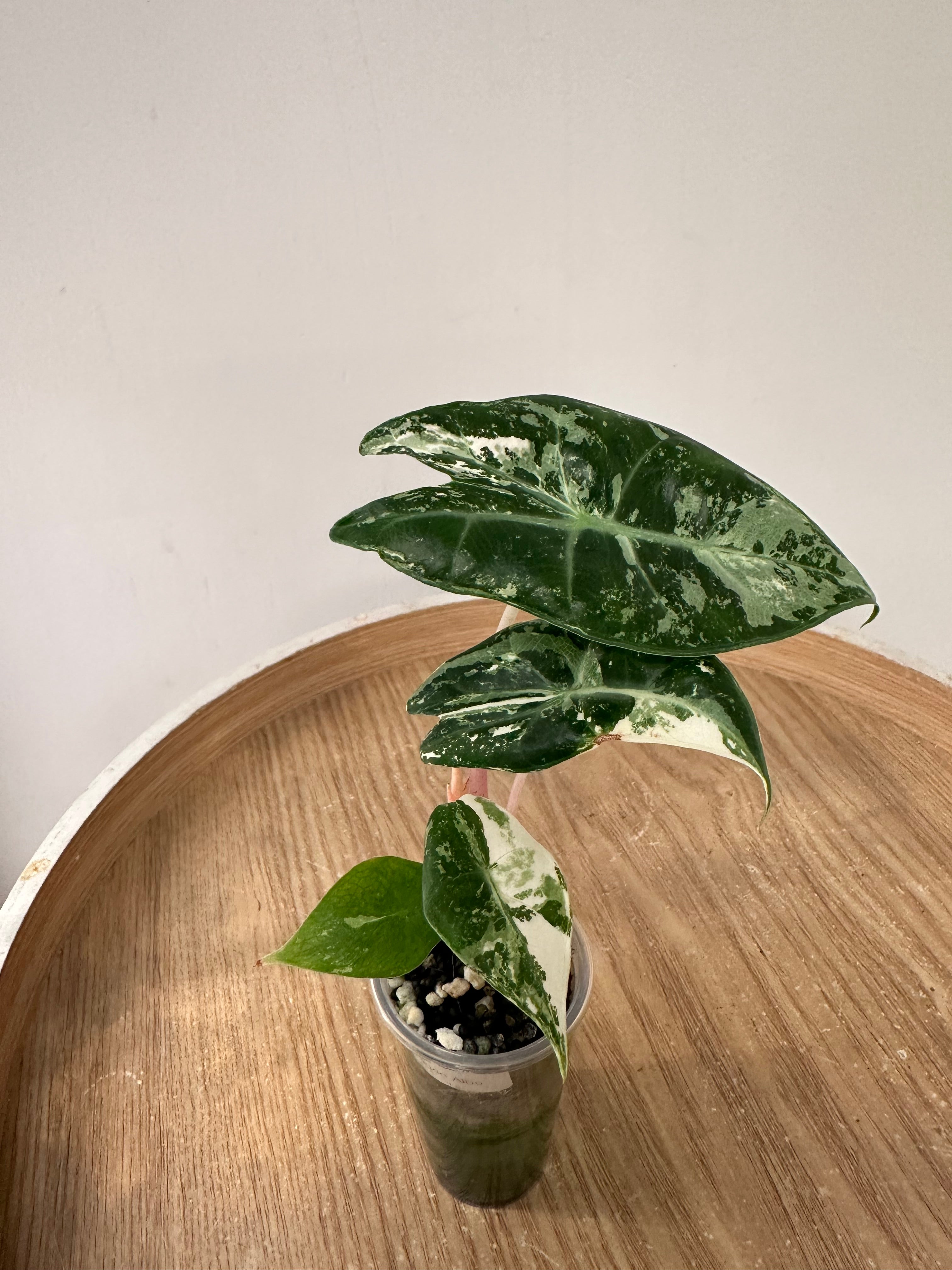 Alocasia Pink Dragon Albo