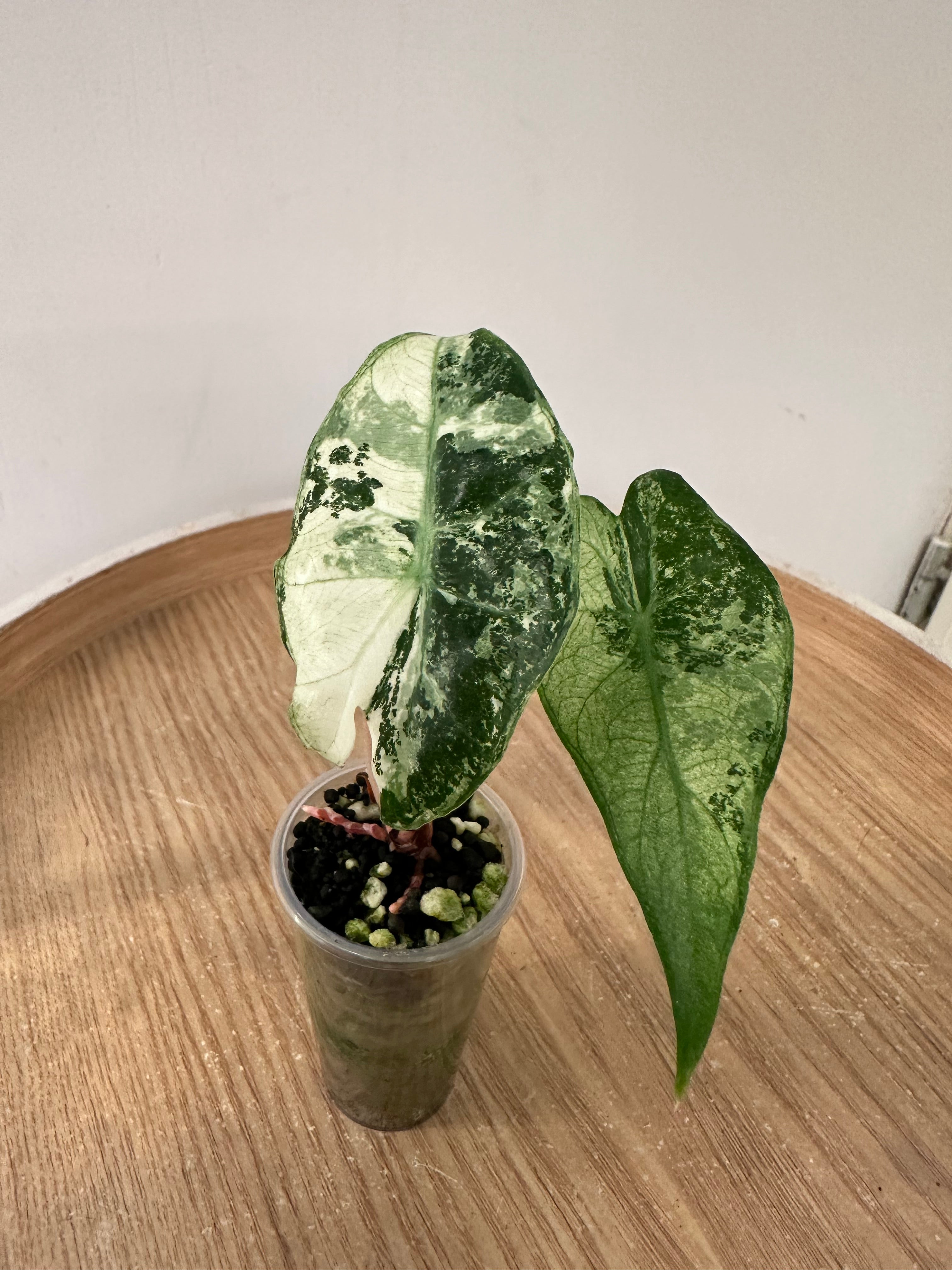 Alocasia Pink Dragon Albo