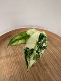 Alocasia Pink Dragon Mint