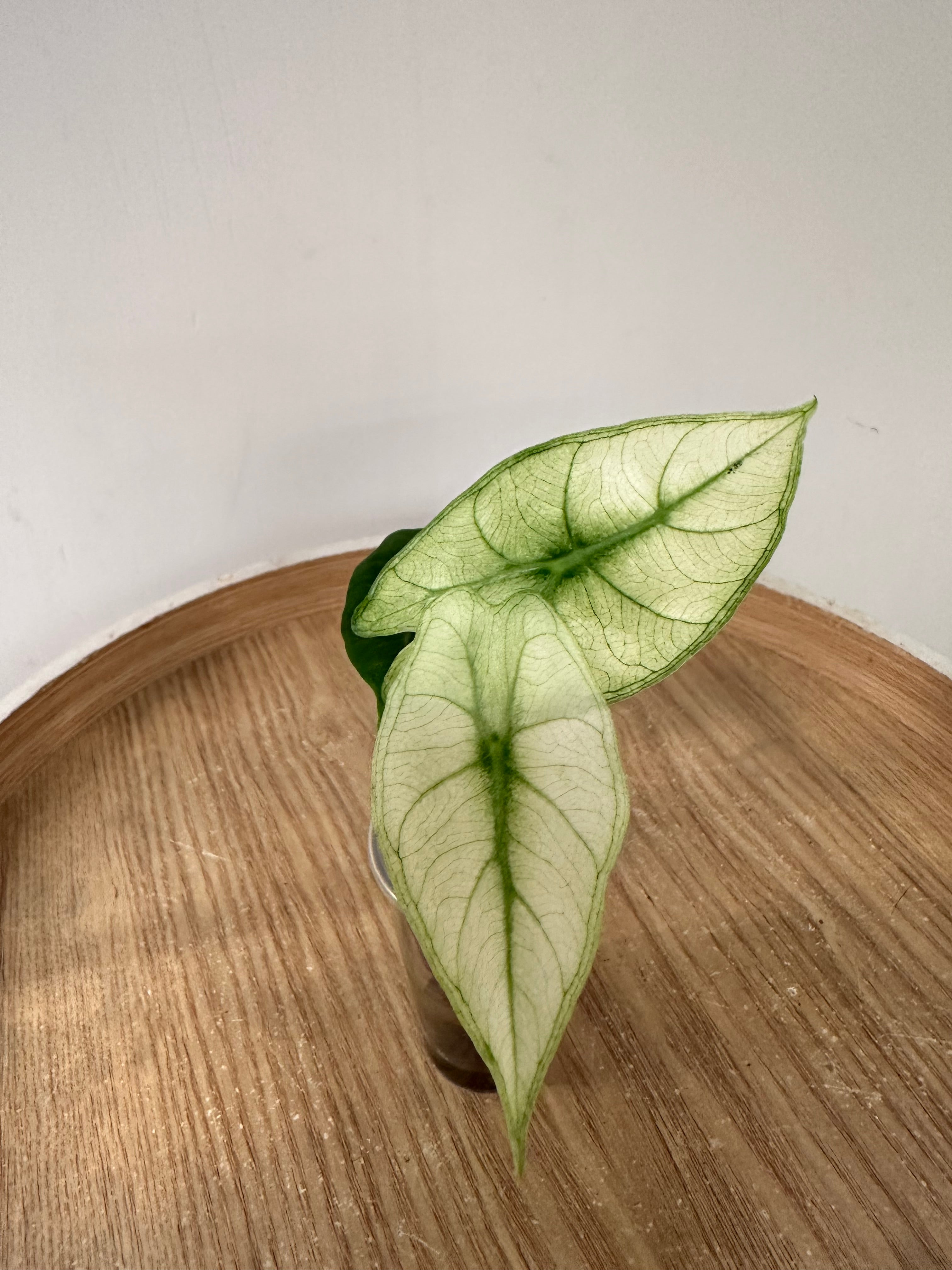 Alocasia Pink Dragon Mint