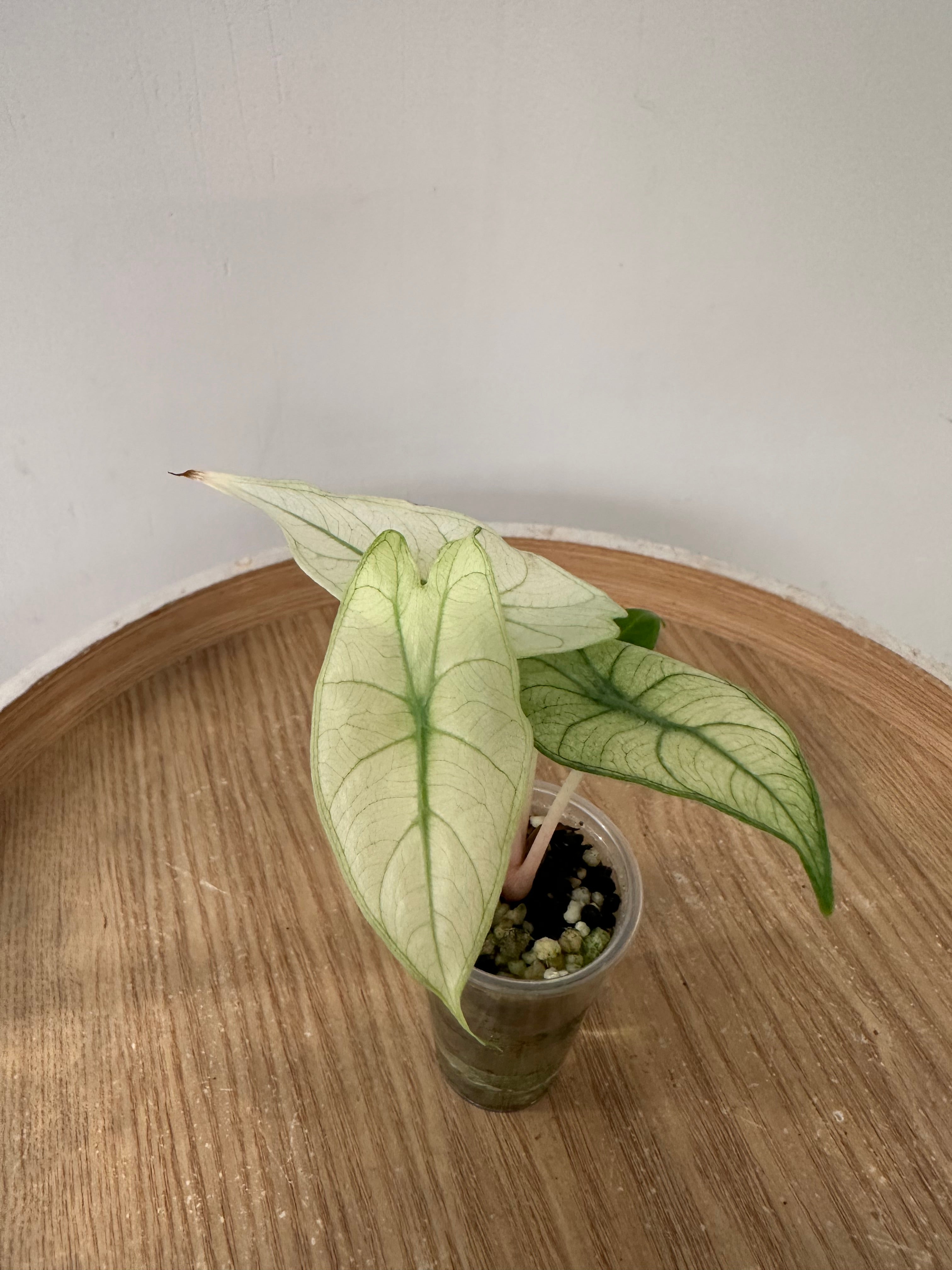 Alocasia Pink Dragon Mint