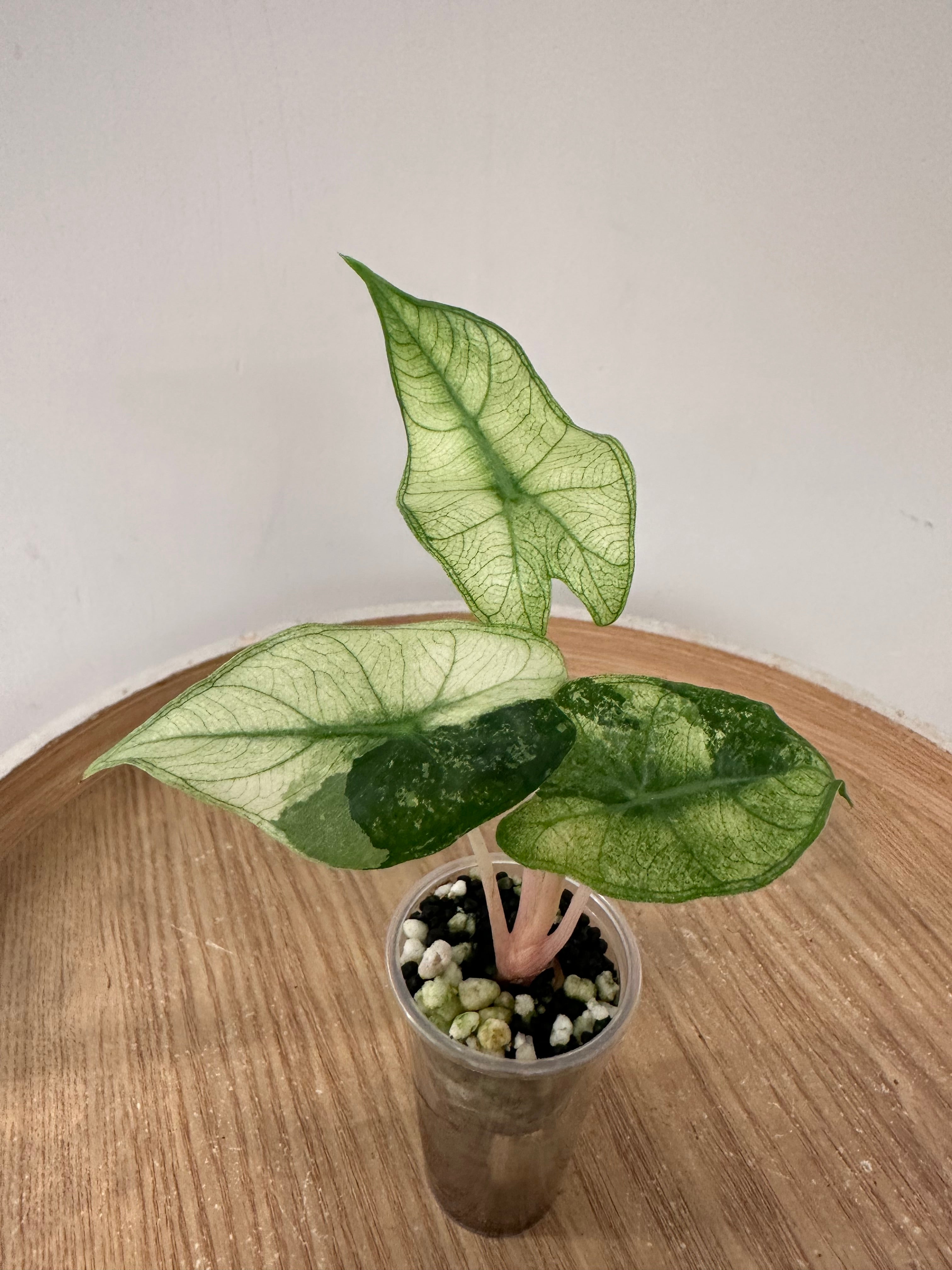 Alocasia Pink Dragon Mint