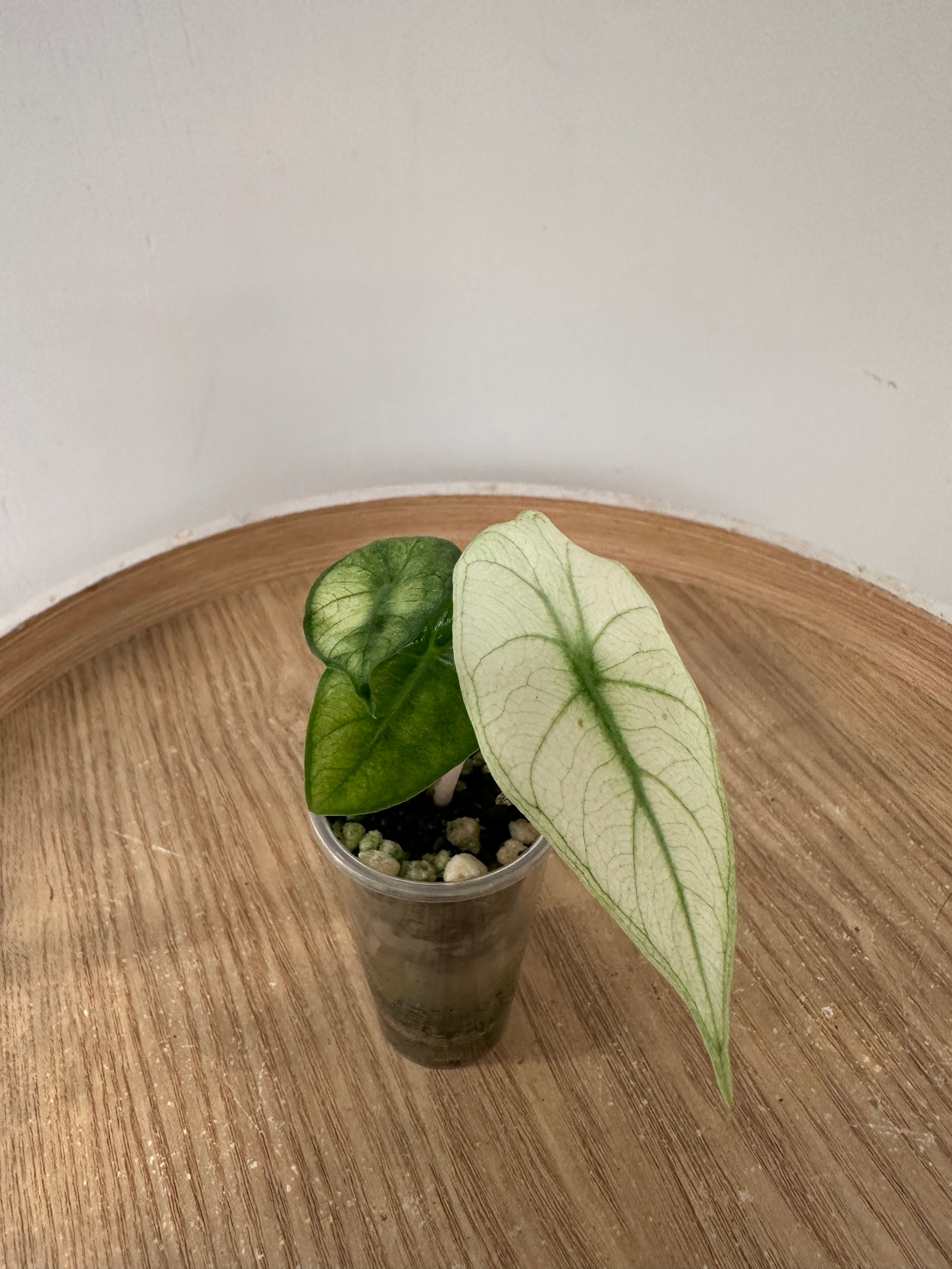 Alocasia Pink Dragon Mint