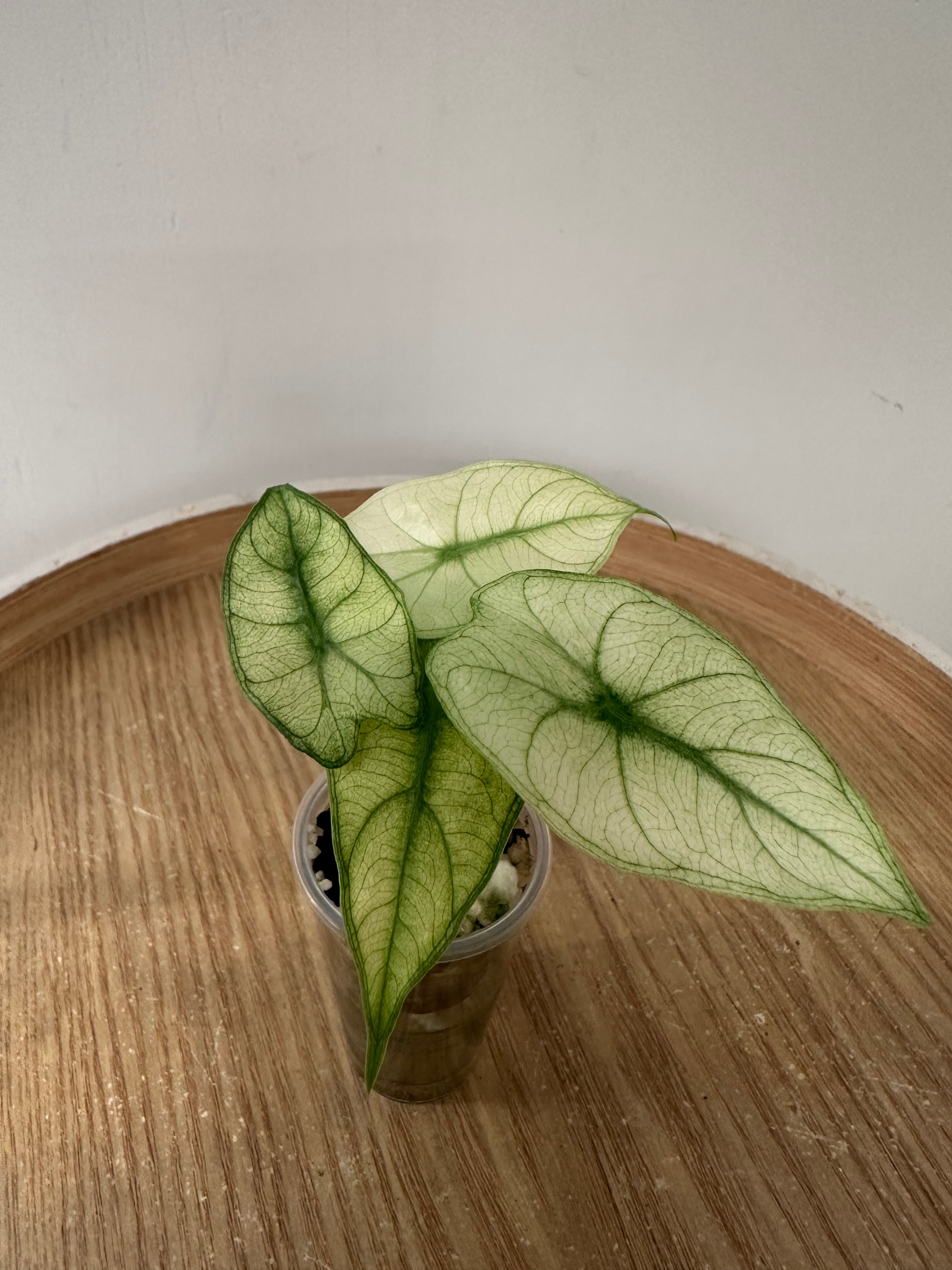 Alocasia Pink Dragon Mint