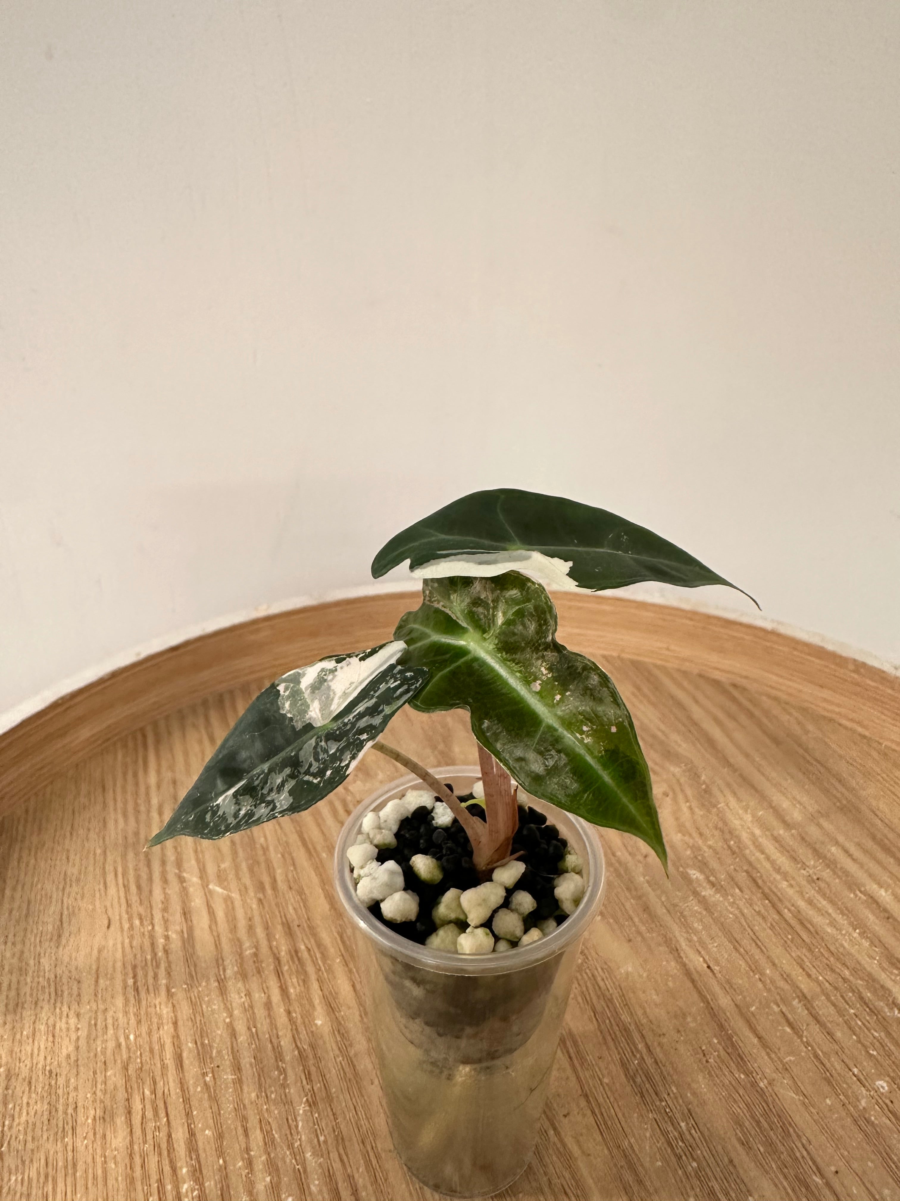 Alocasia Polly Snowflake