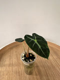 Alocasia Heart Baloon