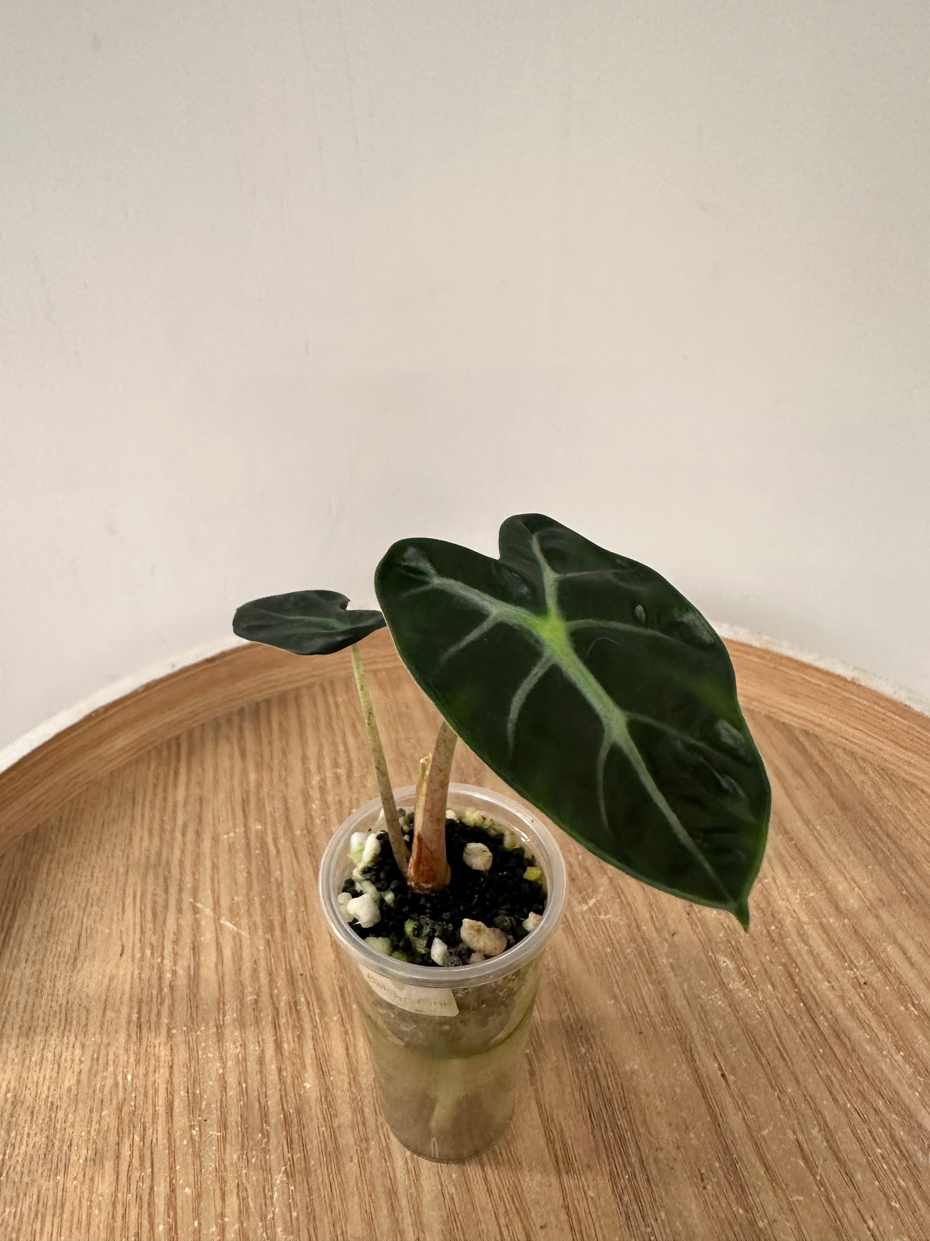 Alocasia Heart Baloon