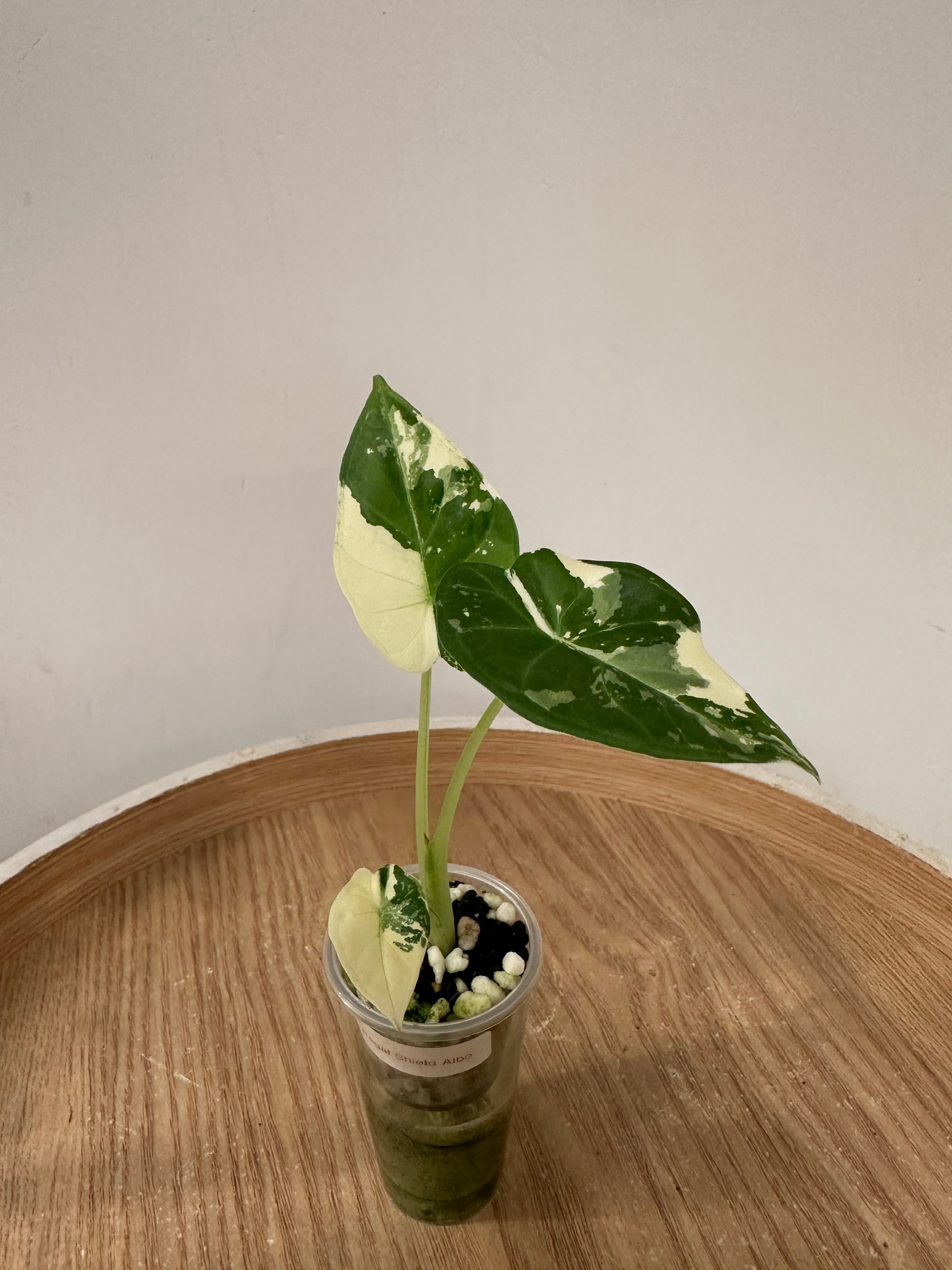 Alocasia Regal Shield Albo