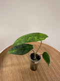 Alocasia Heterophylla Metallic Blue Variegata
