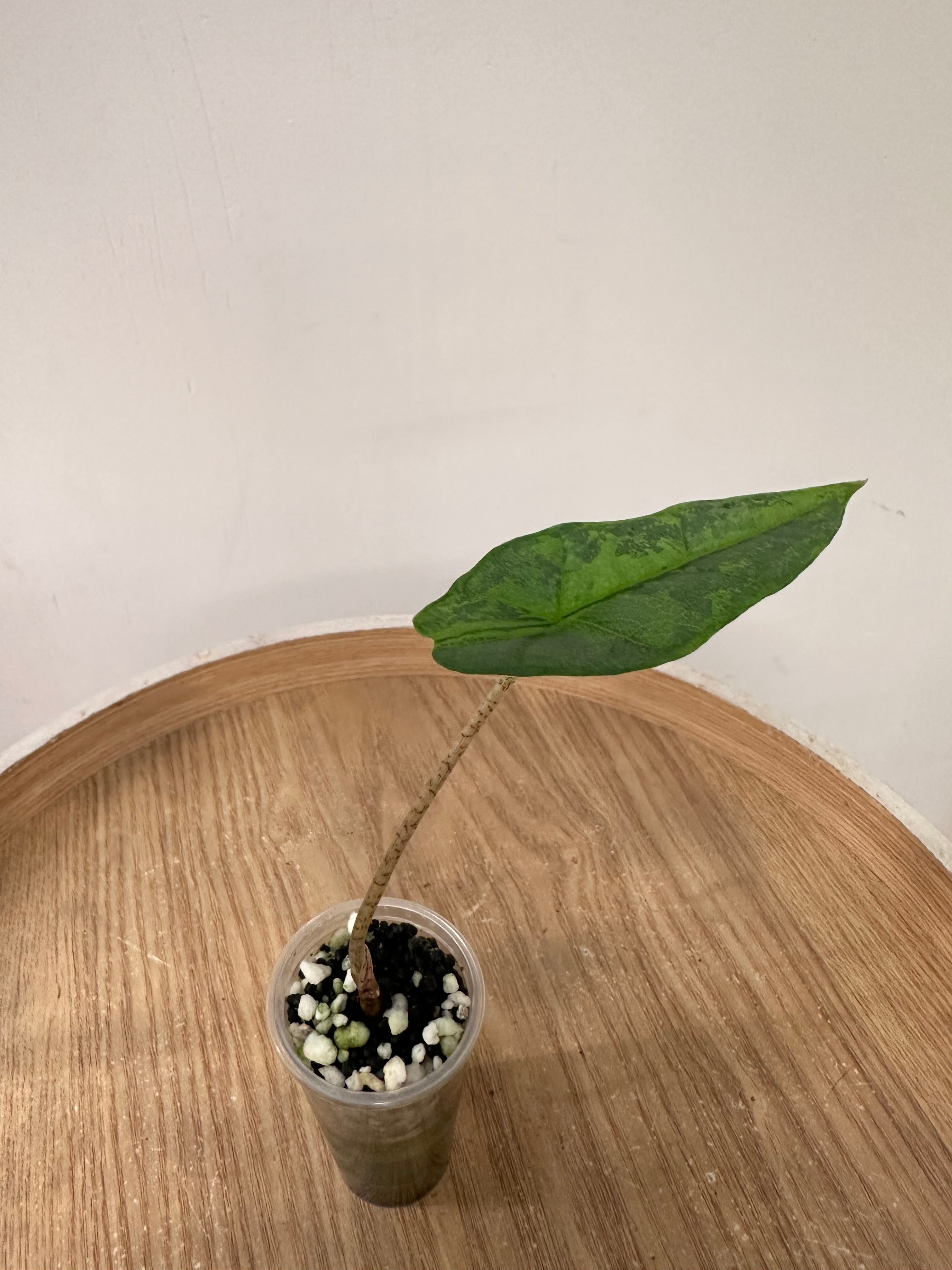 Alocasia Heterophylla Metallic Blue Variegata