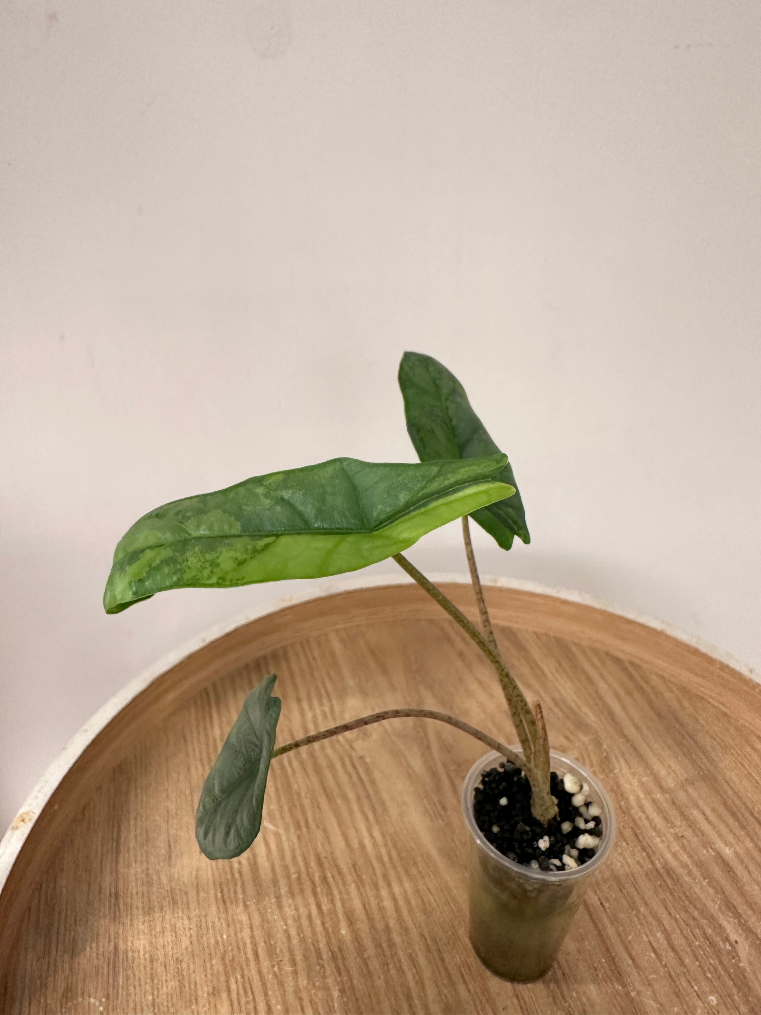 Alocasia Heterophylla Metallic Blue Variegata