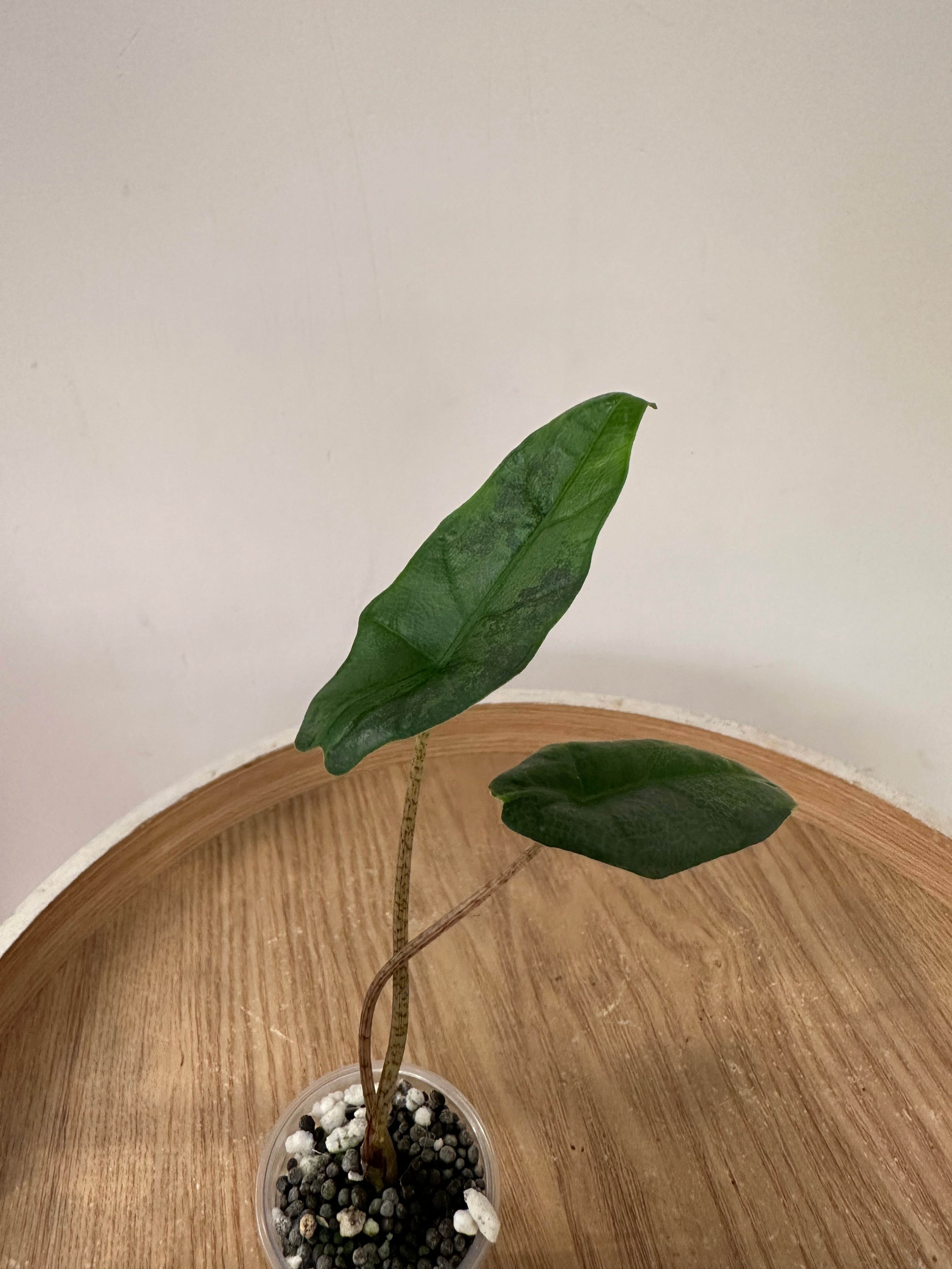 Alocasia Heterophylla Metallic Blue Variegata