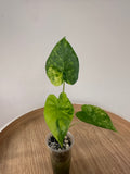 Alocasia Gageana Aurea