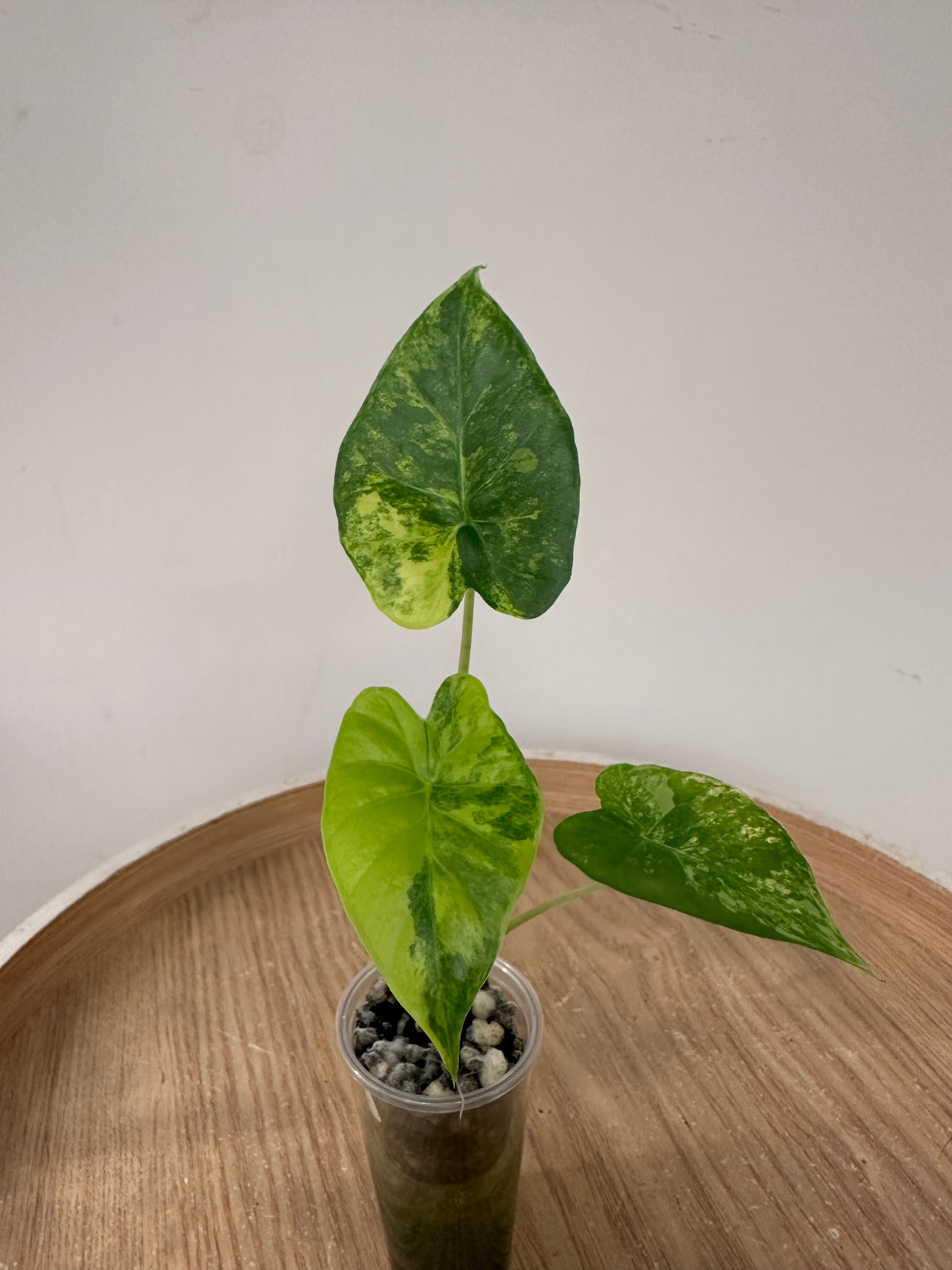 Alocasia Gageana Aurea