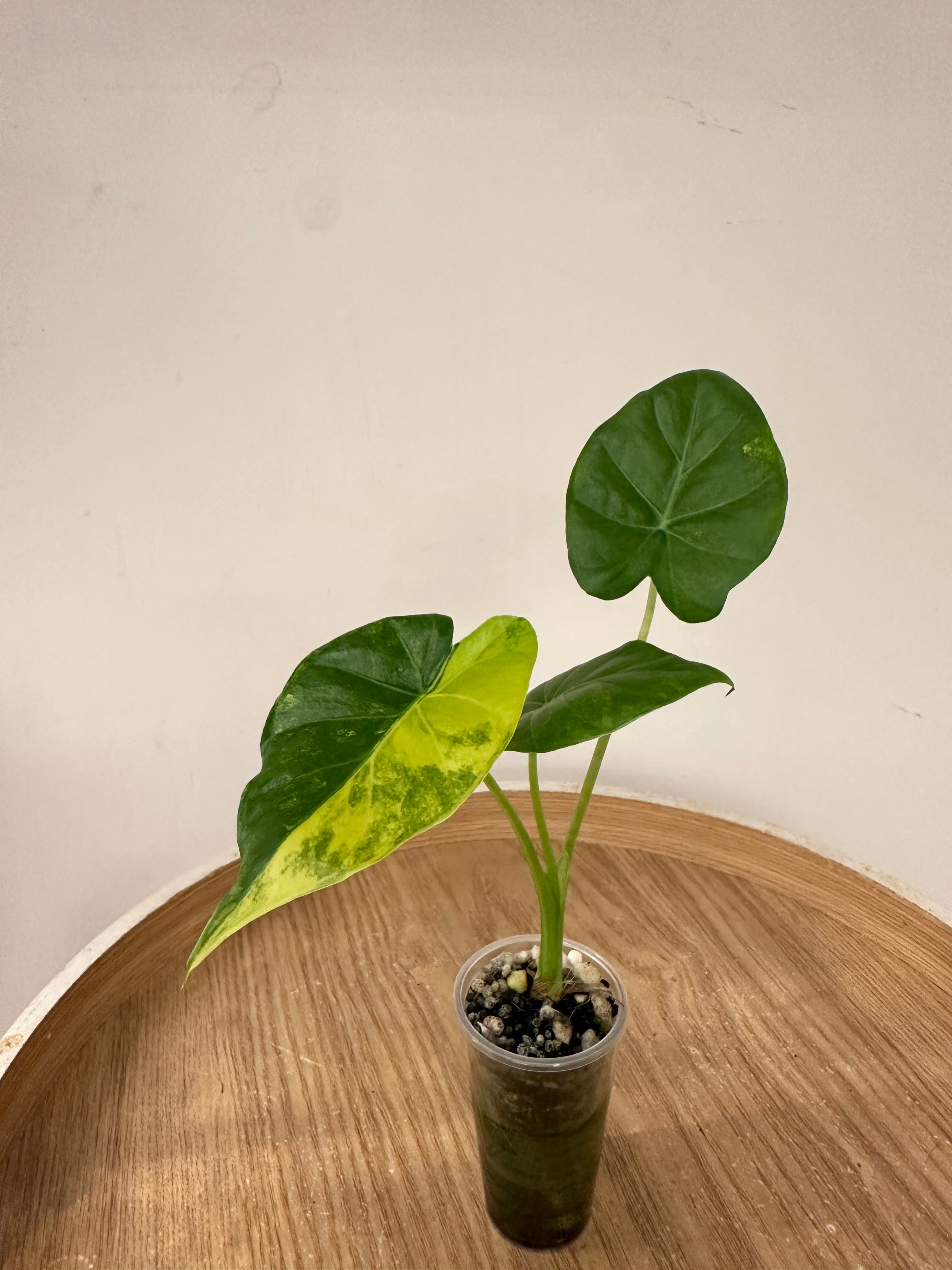 Alocasia Gageana Aurea