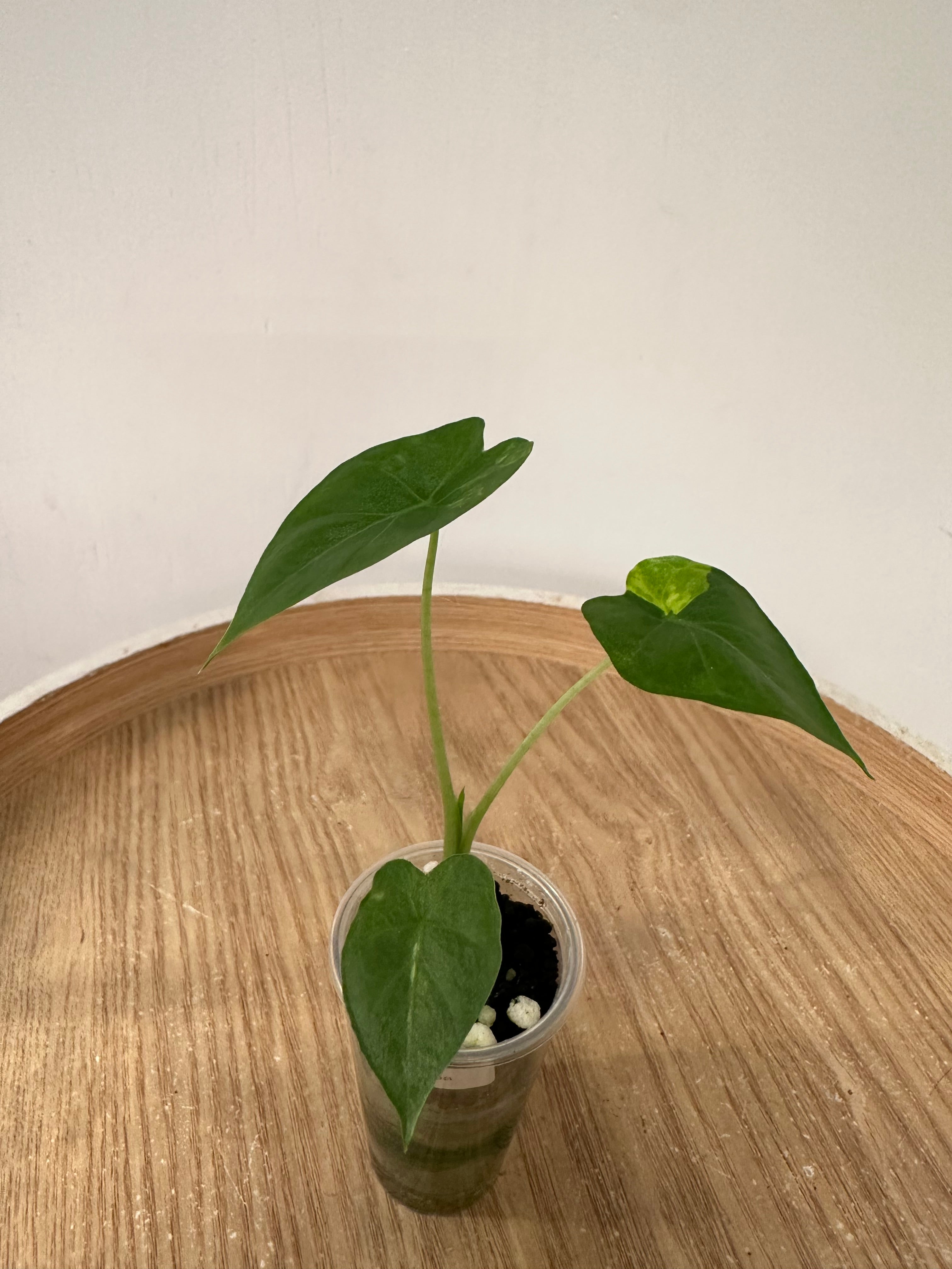 Alocasia Gageana Aurea