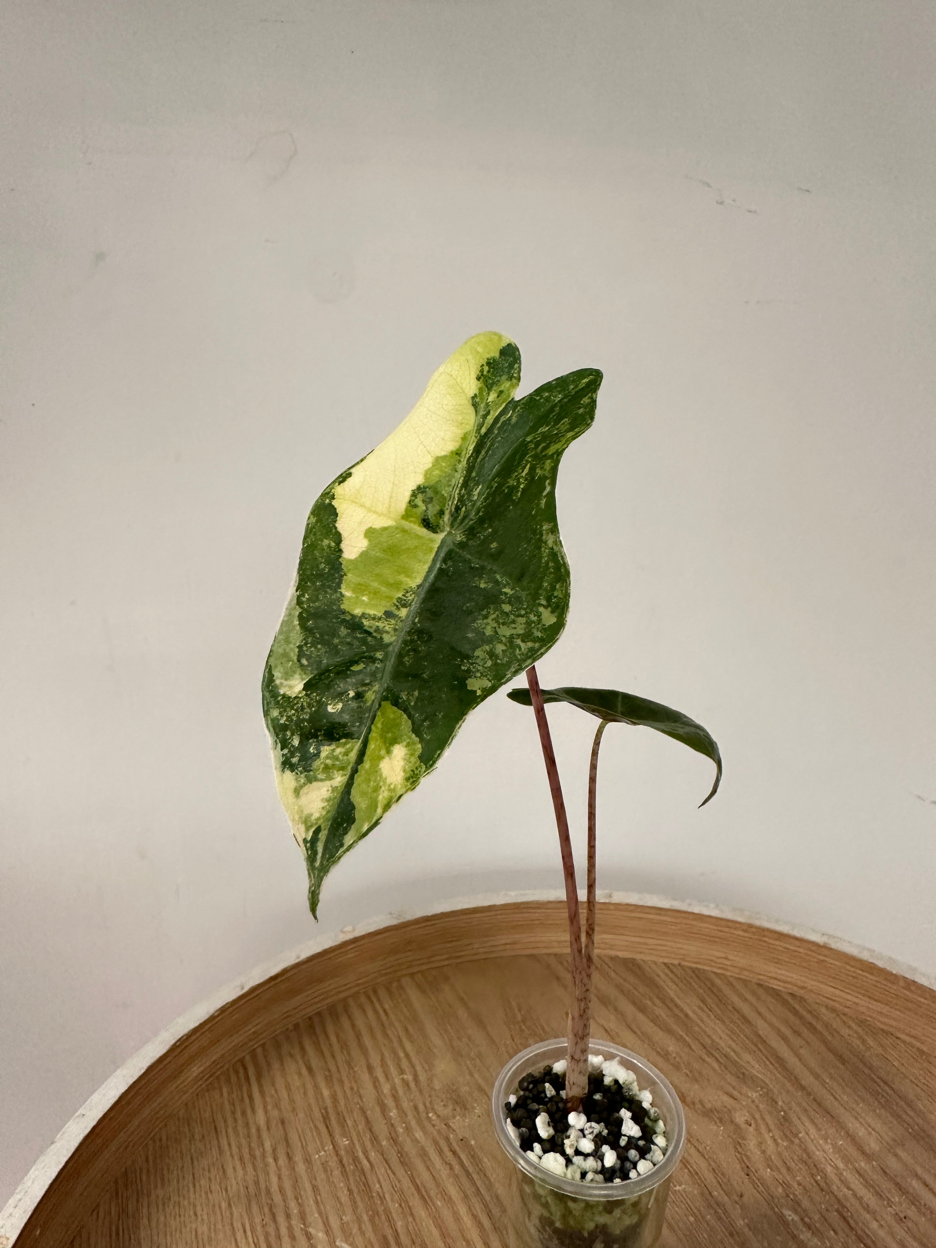 Alocasia Pseudosanderiana Aurea