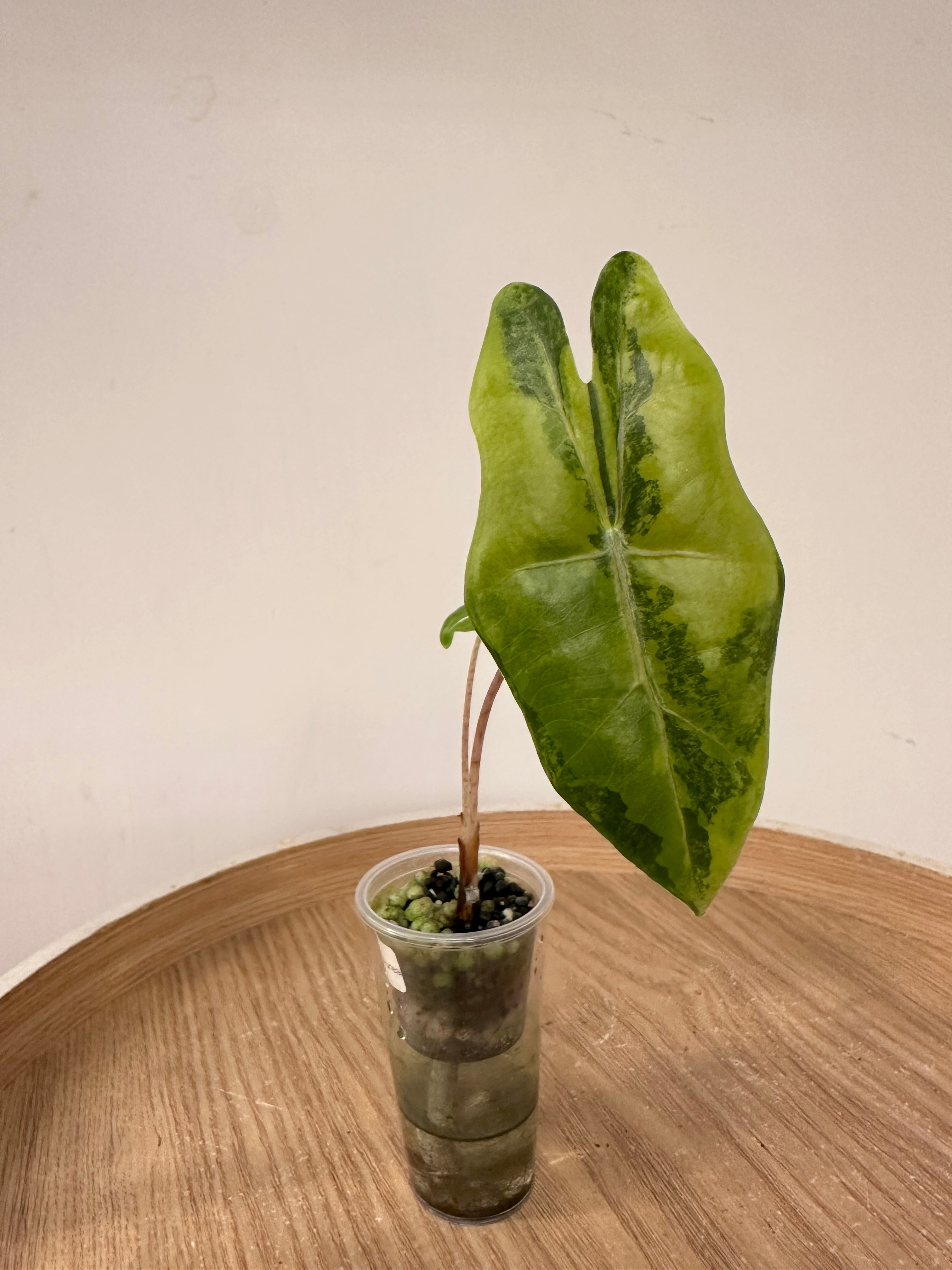Alocasia Pseudosanderiana Aurea