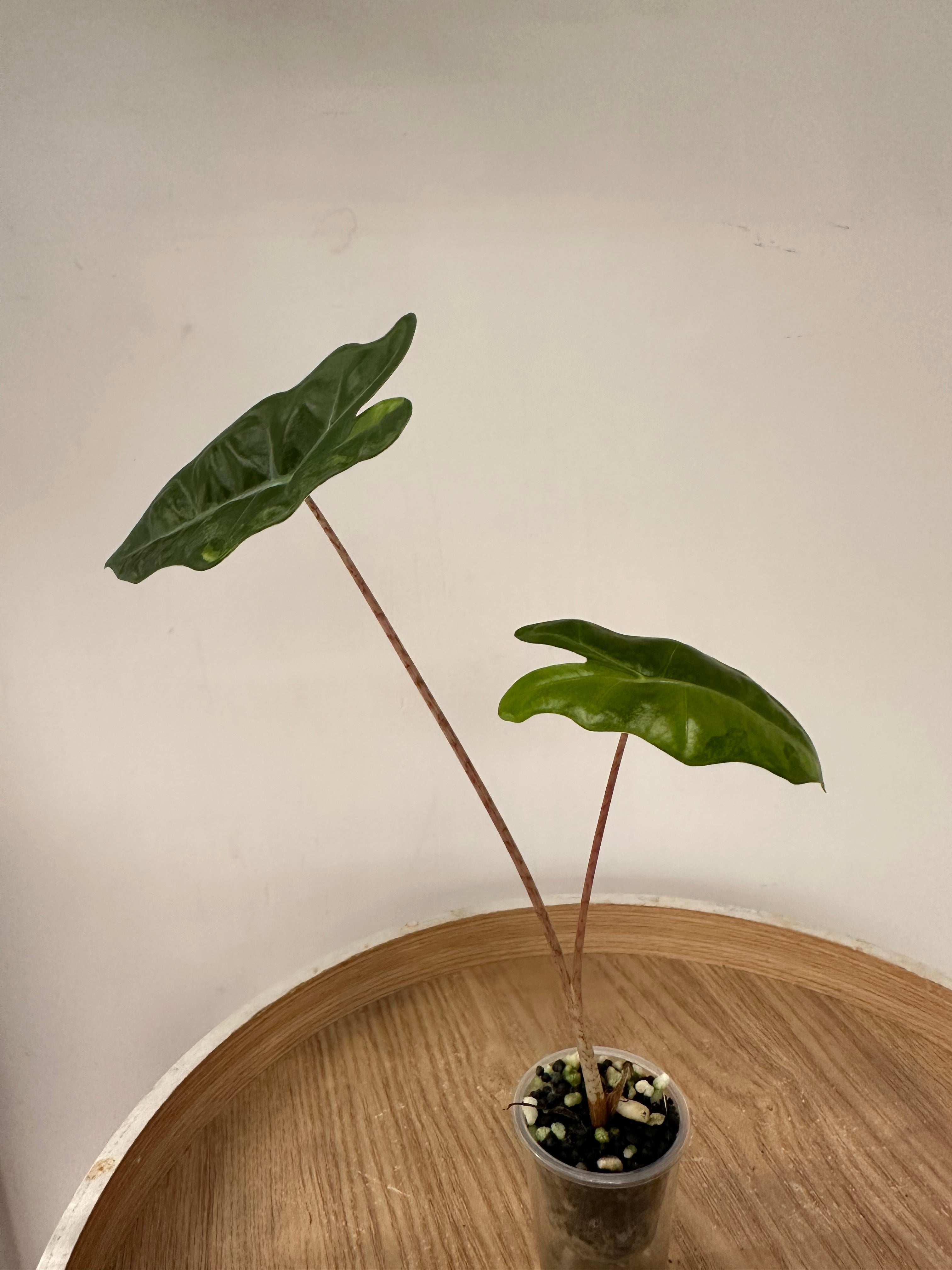 Alocasia Pseudosanderiana Aurea