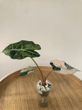 Alocasia Polly Variegata