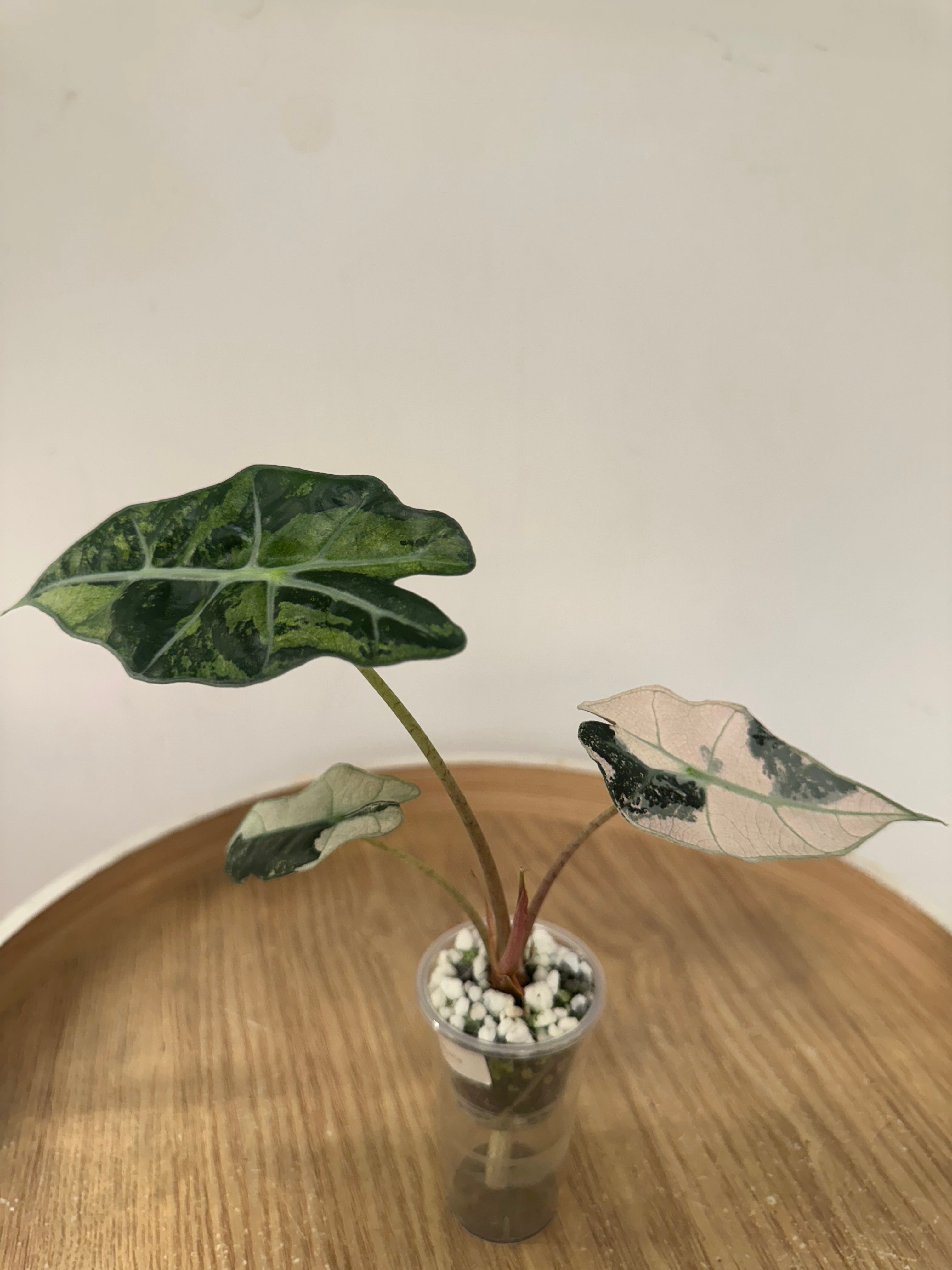 Alocasia Polly Variegata