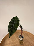 Alocasia Chantrieri