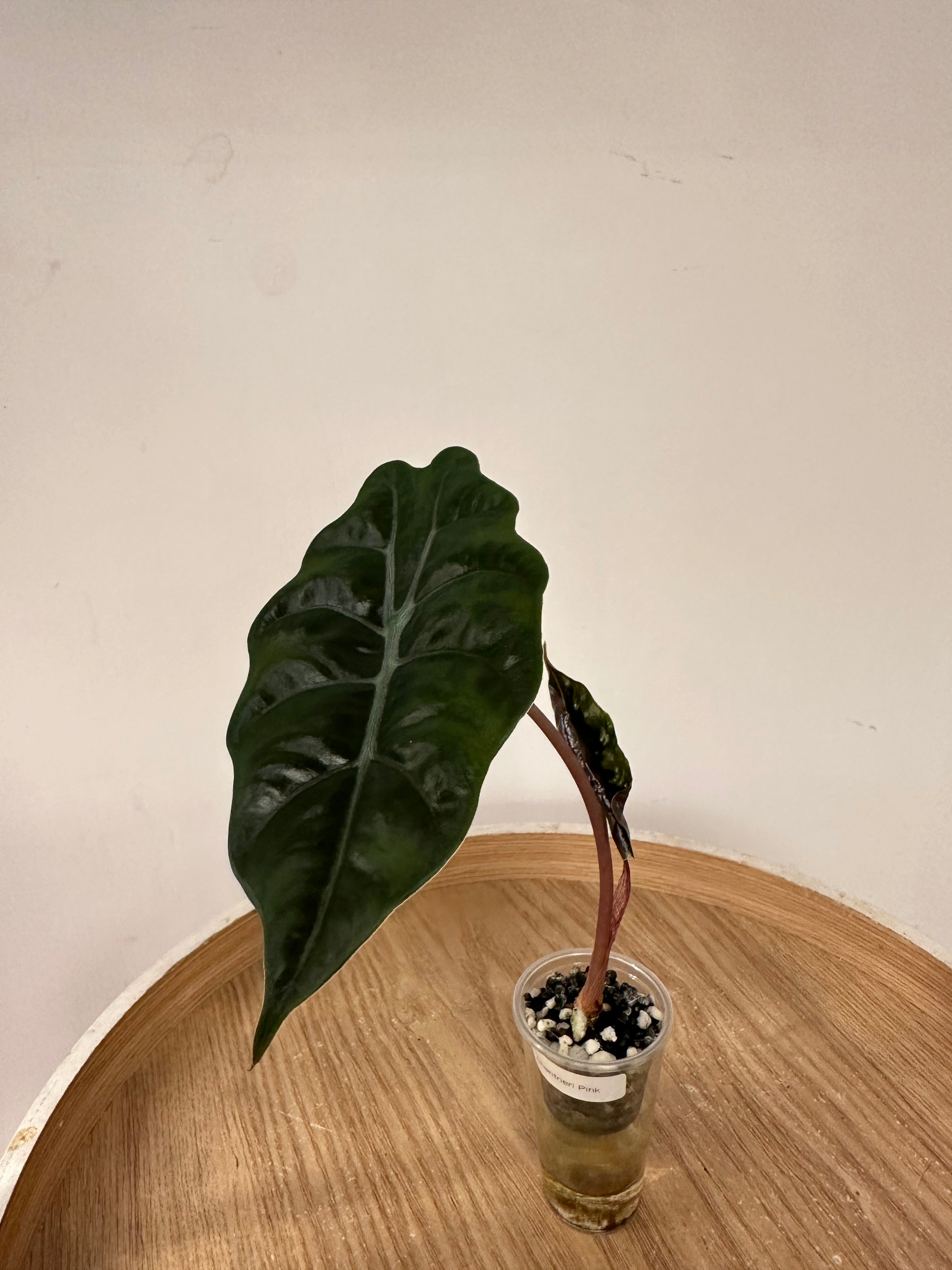 Alocasia Chantrieri