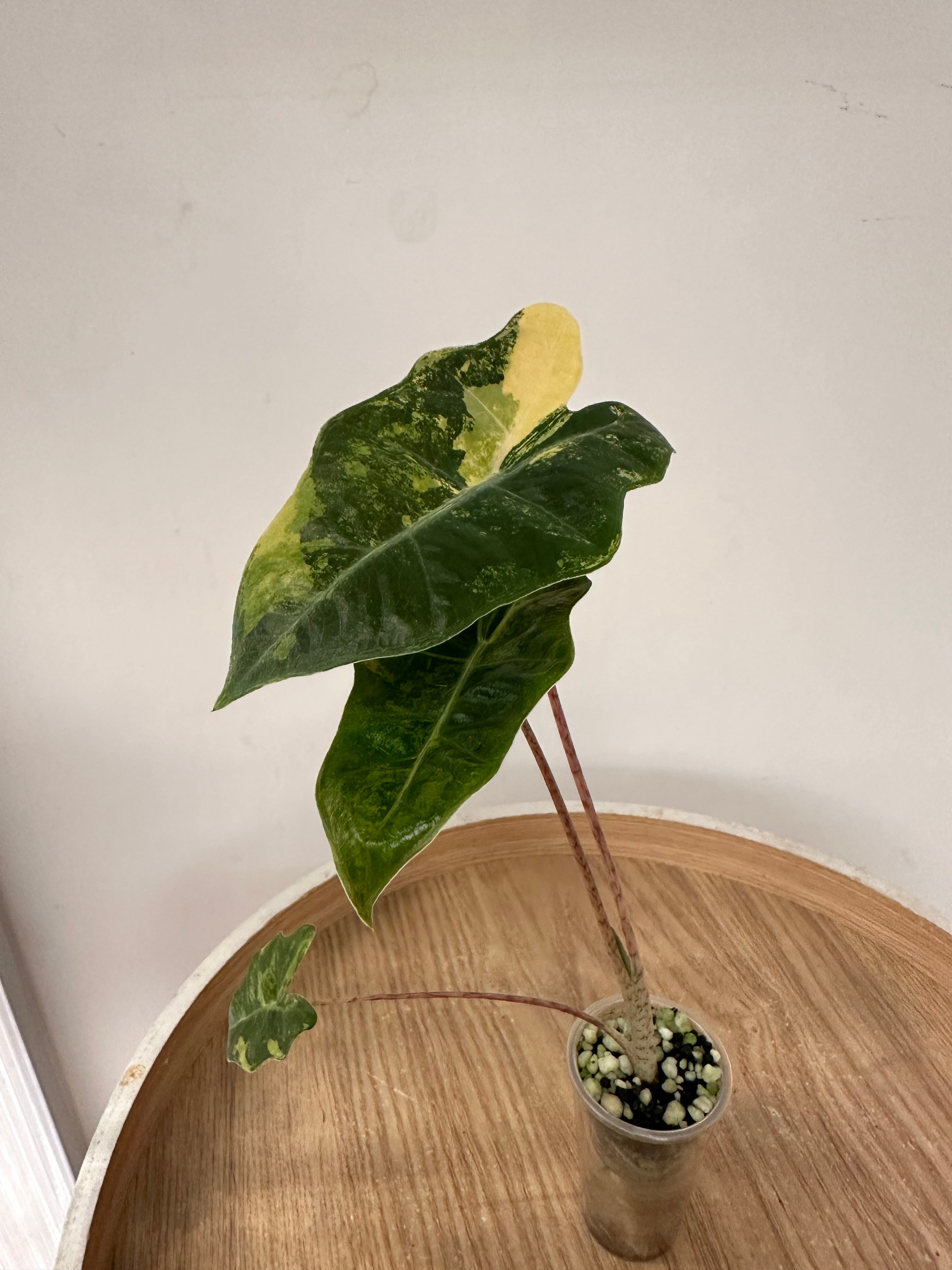 Alocasia Pseudosanderiana Aurea