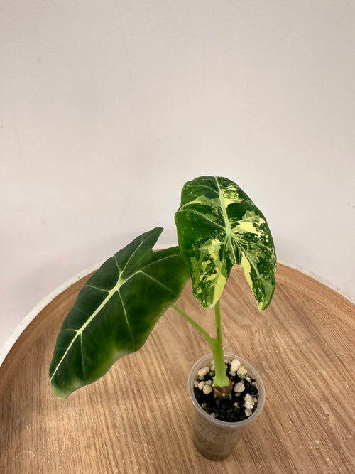 Alocasia Frydek