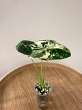 Alocasia Frydek