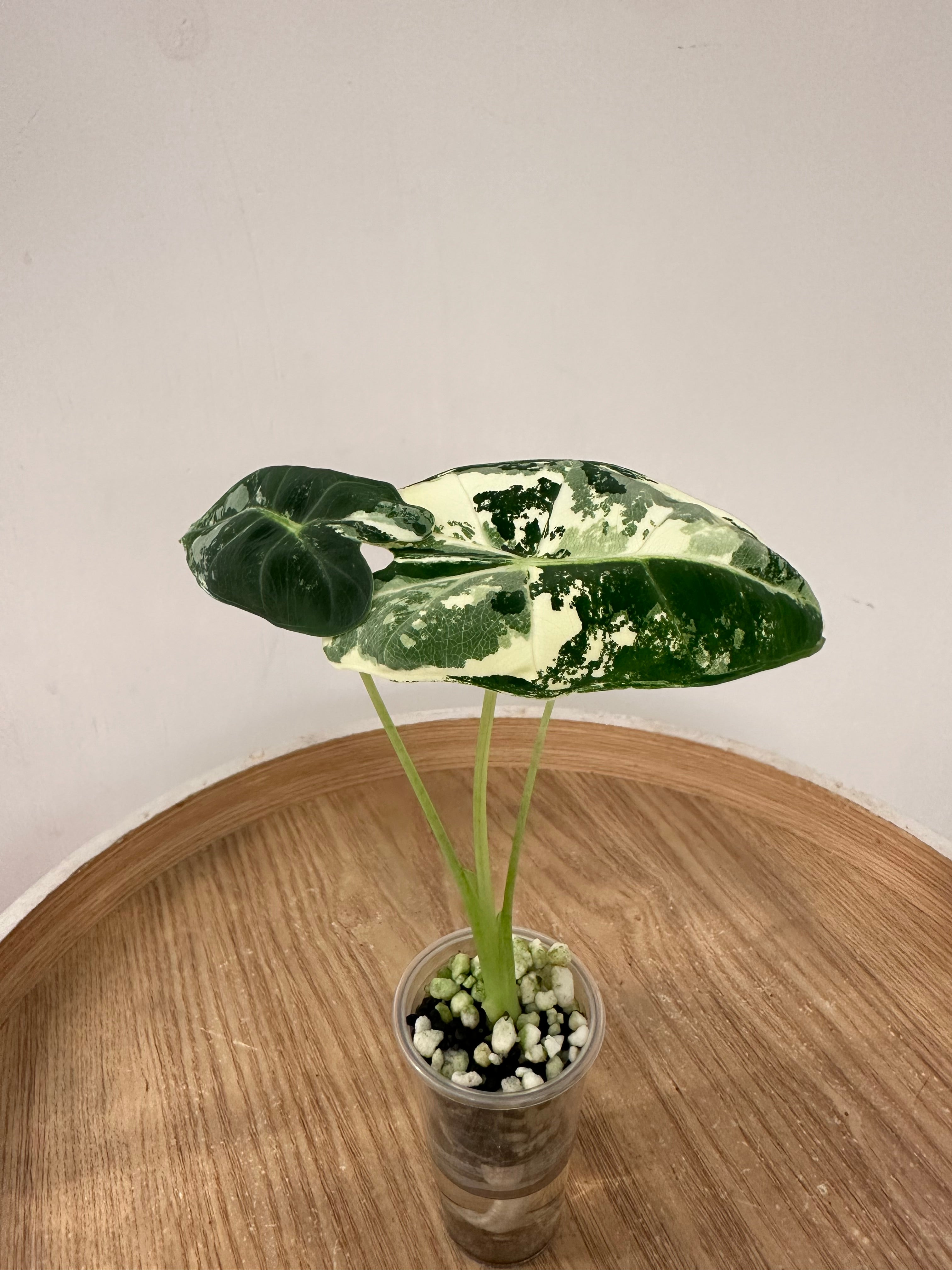 Alocasia Frydek