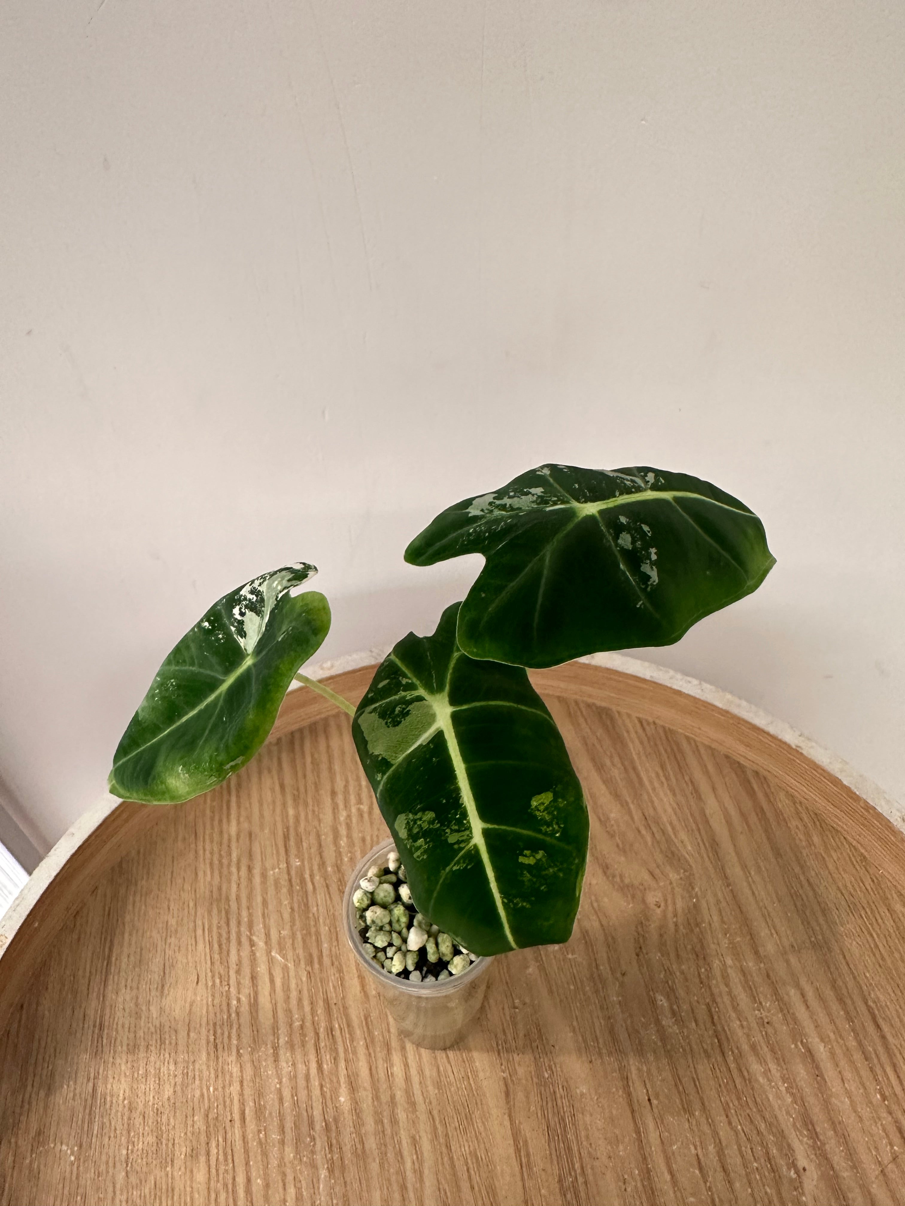 Alocasia Frydek