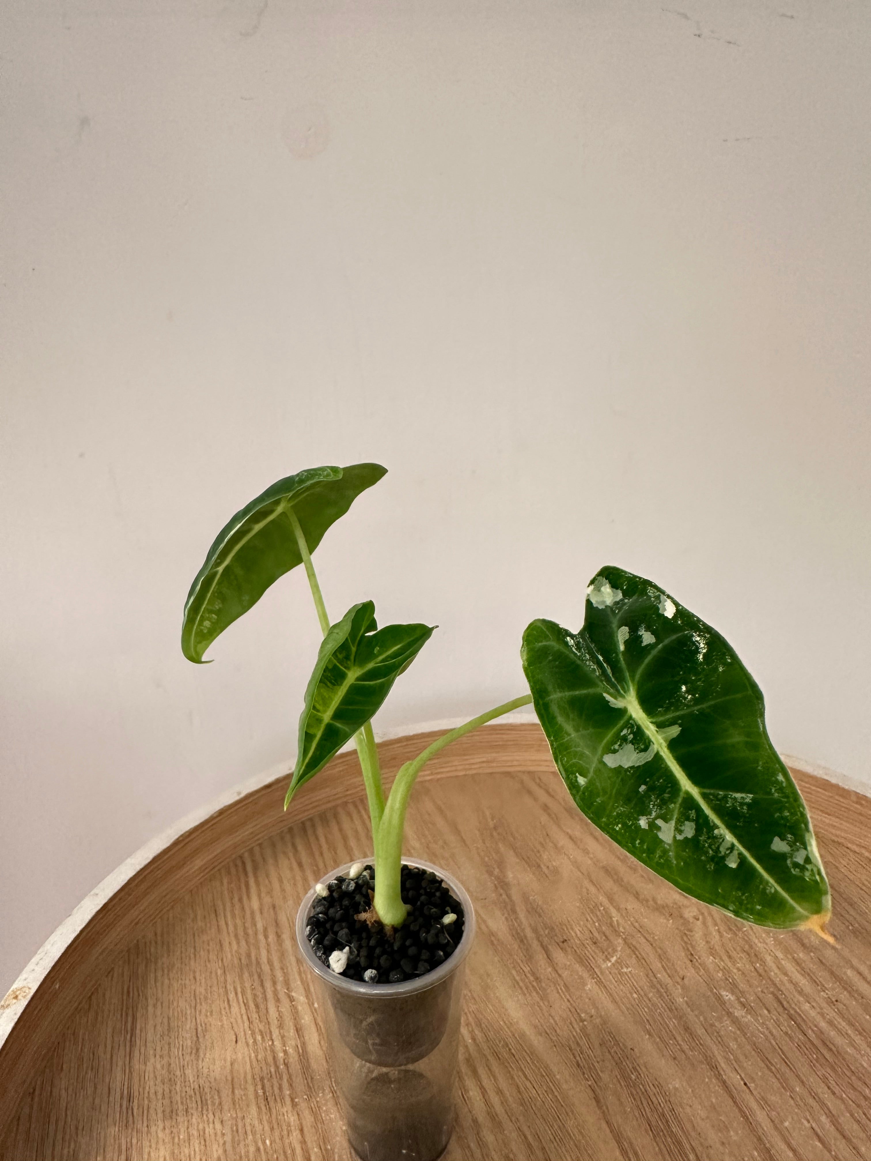 Alocasia Frydek