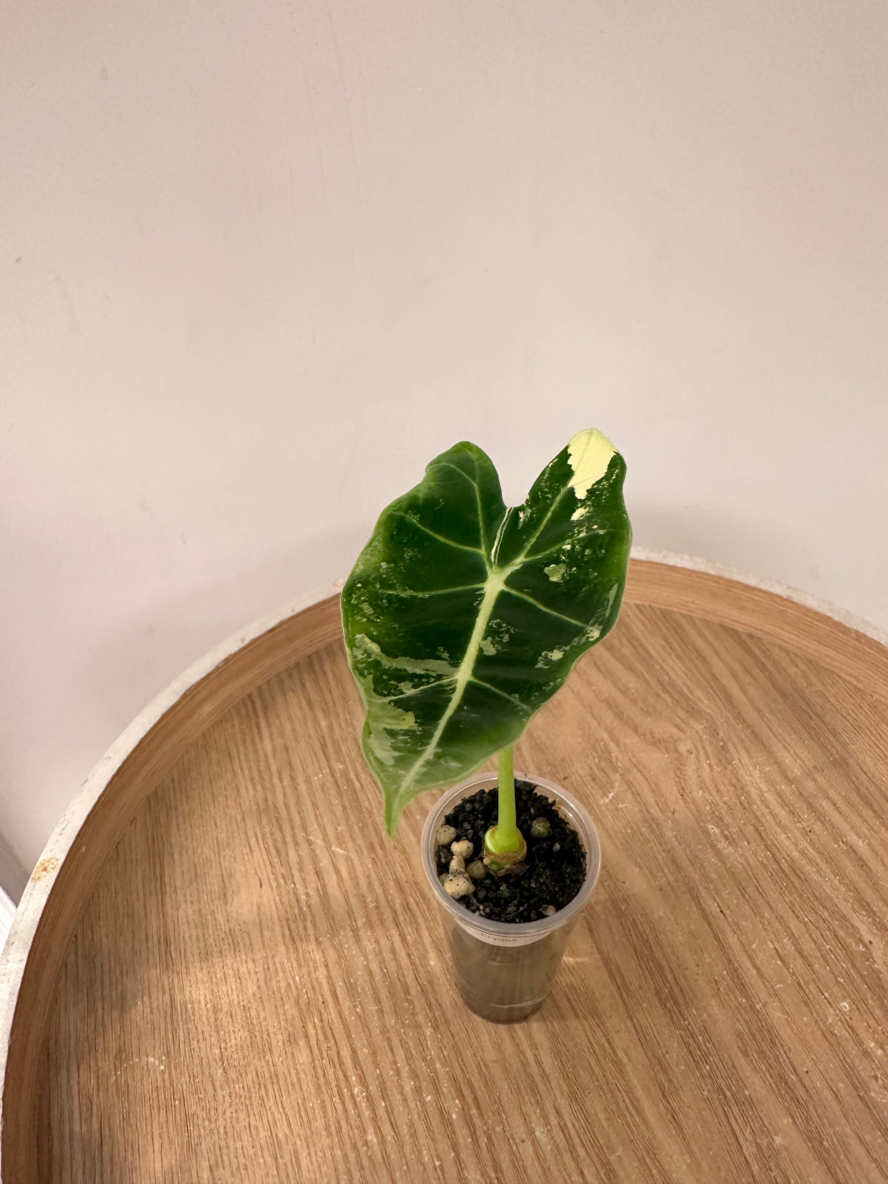 Alocasia Frydek