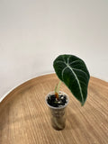 Alocasia Black Velvet